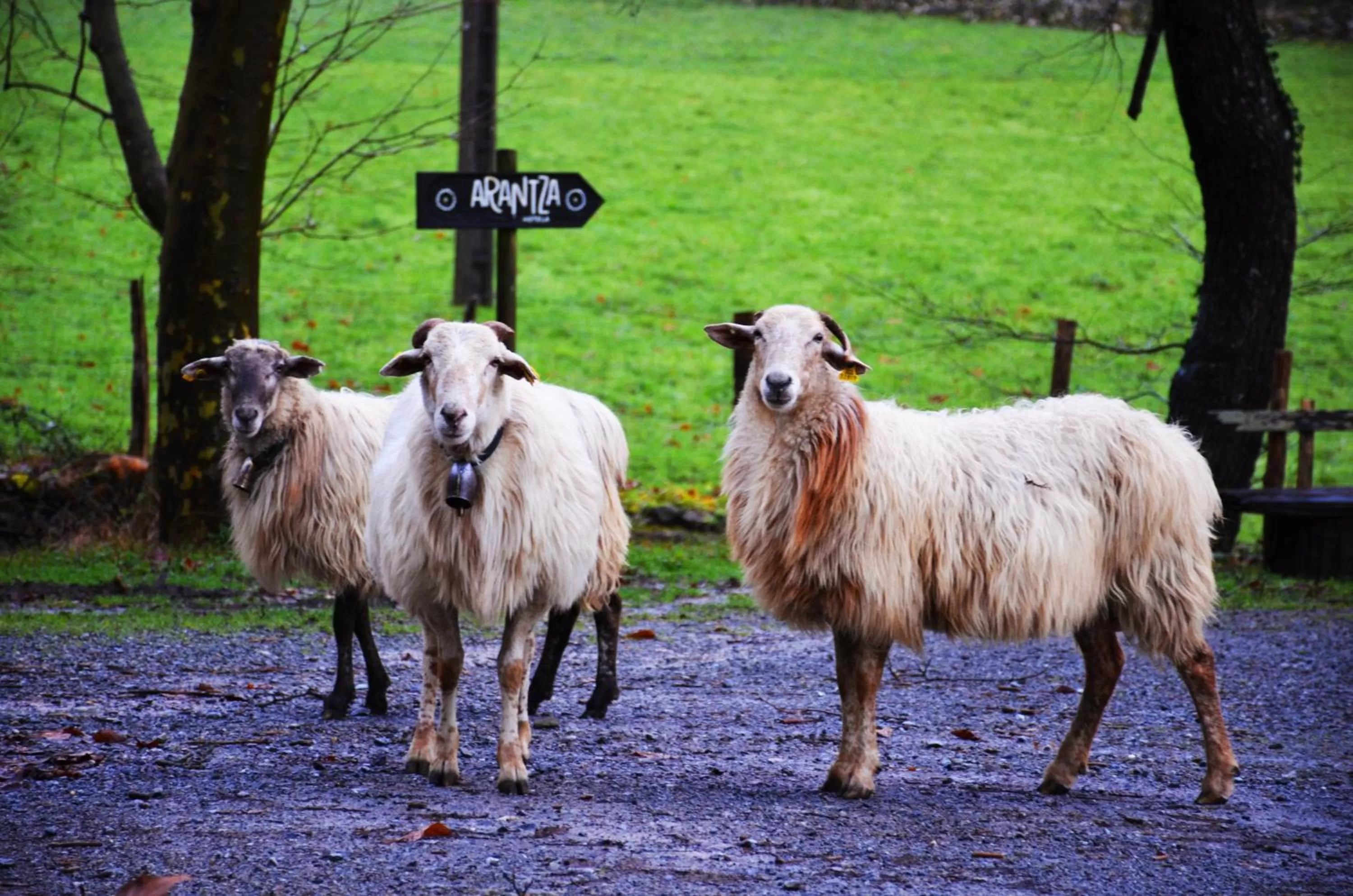 Off site, Other Animals in Arantza Hotela- Adults Only