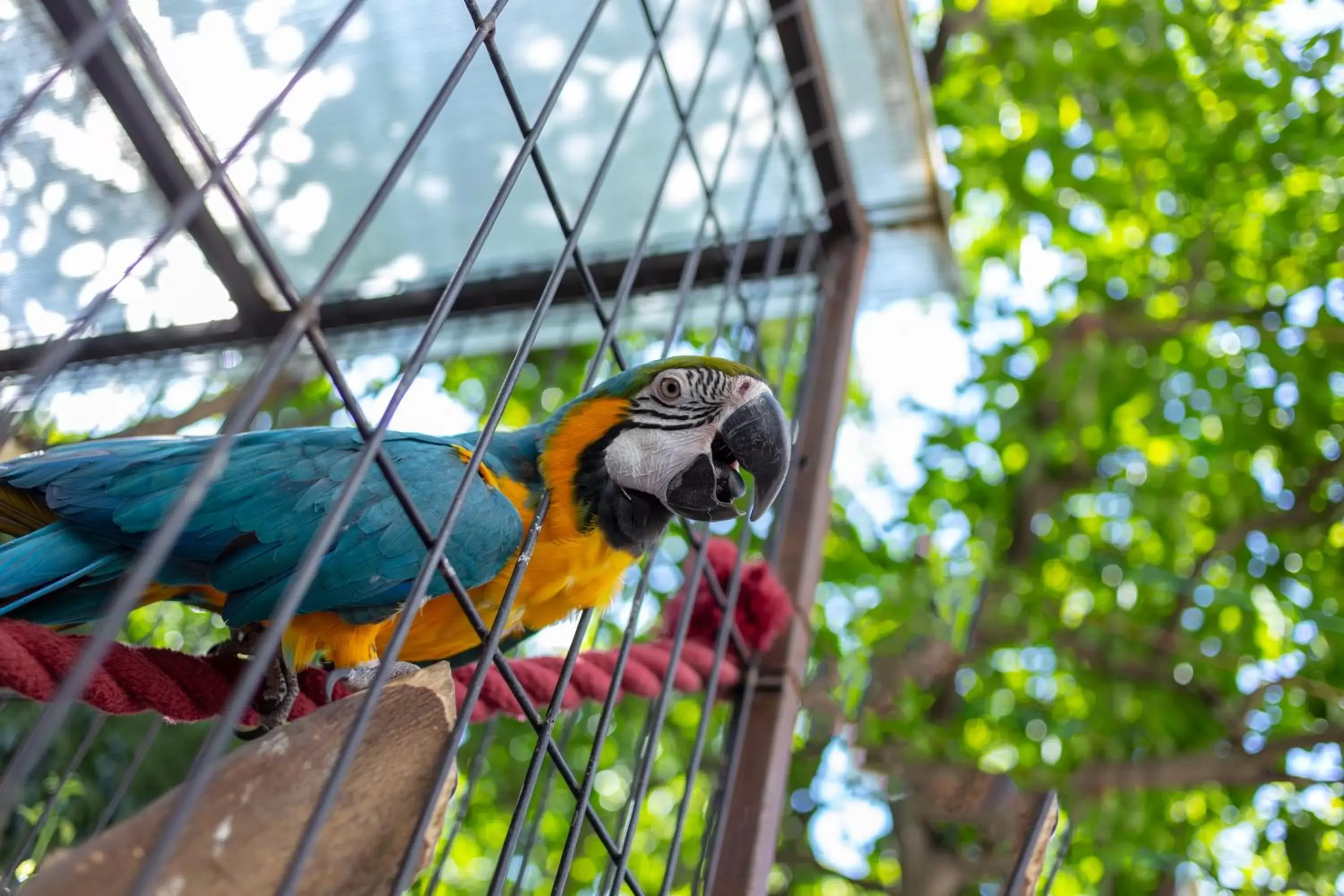 Animals, Other Animals in Hotel del Sole