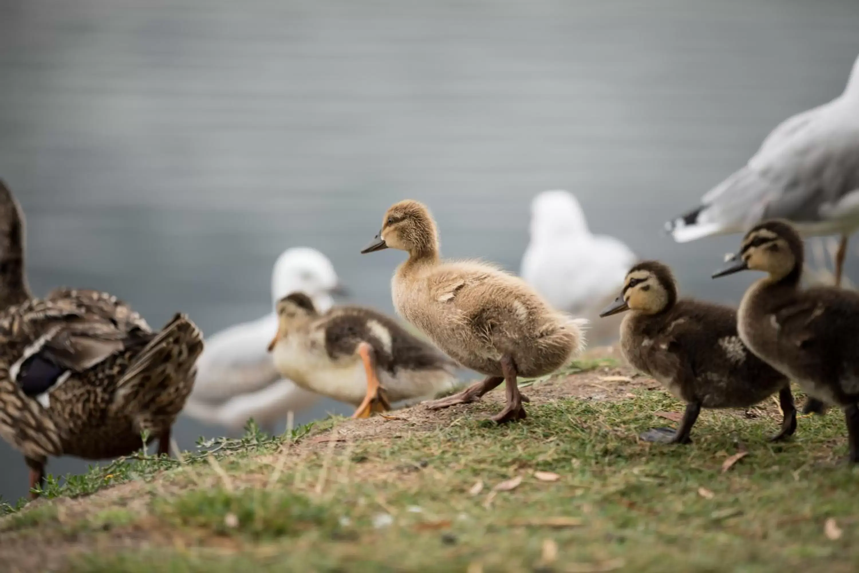 Animals, Other Animals in Wrest Point