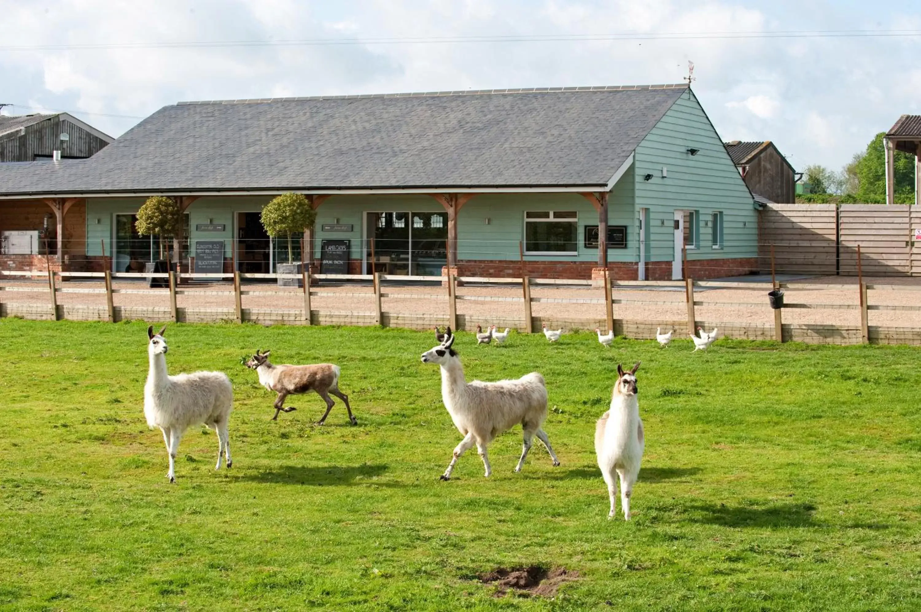 Property building, Other Animals in Crazy Bear Stadhampton