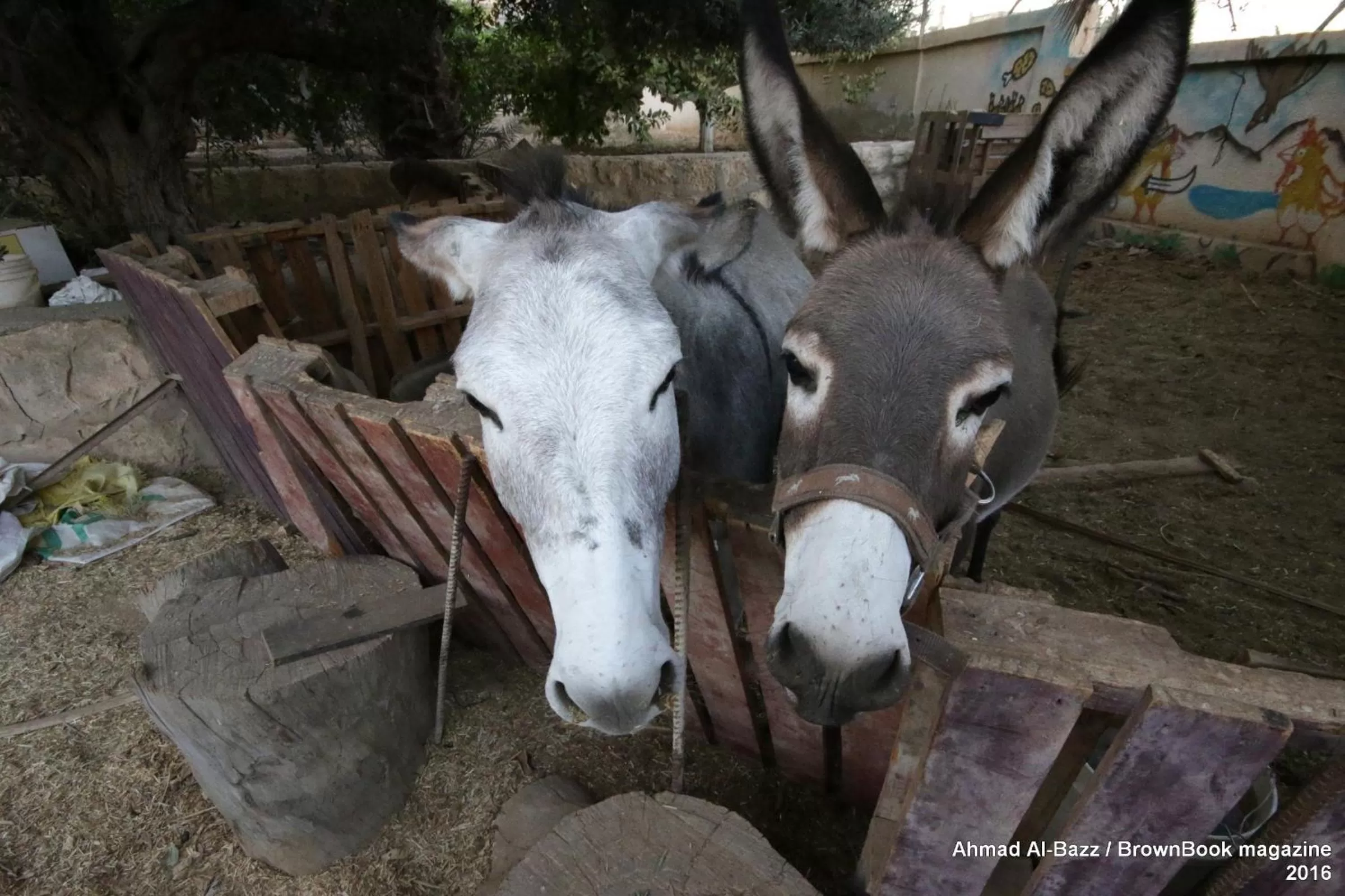 Animals in Auberg-Inn Guesthouse