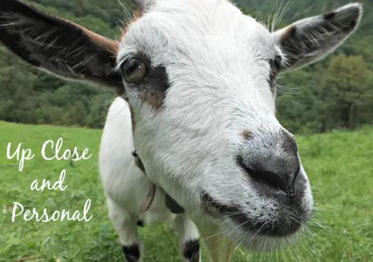 Spring in Medieval Hamlet Malpertus