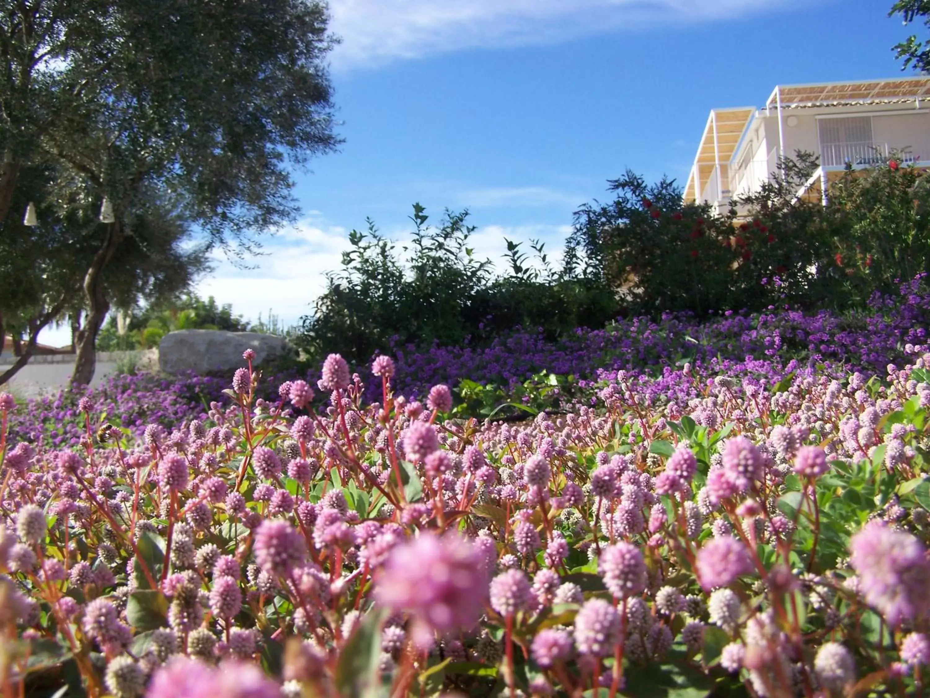 Garden in La Scibina