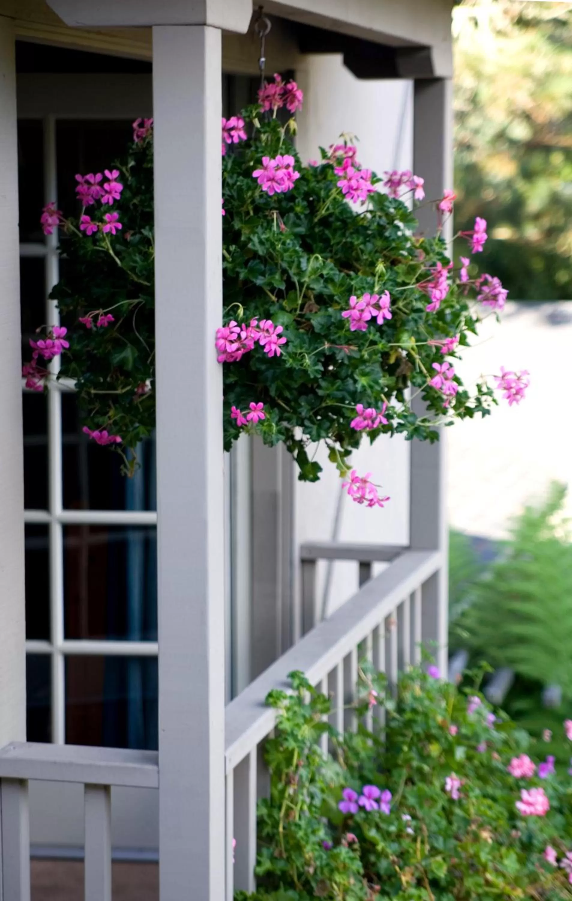 Garden, Property Building in Carmel Country Inn