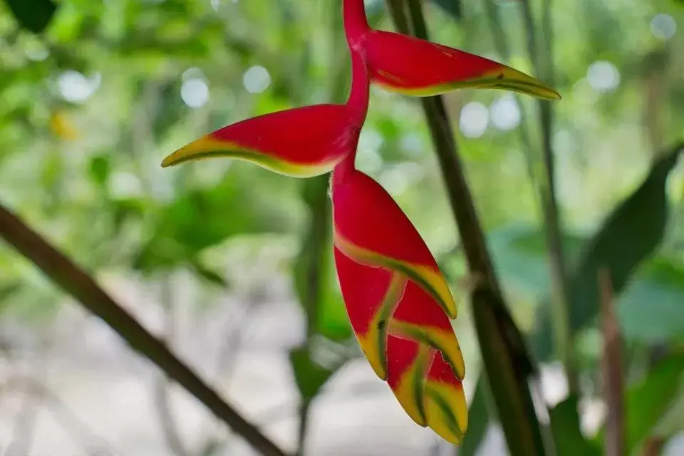 Garden in Villas Ecotucan