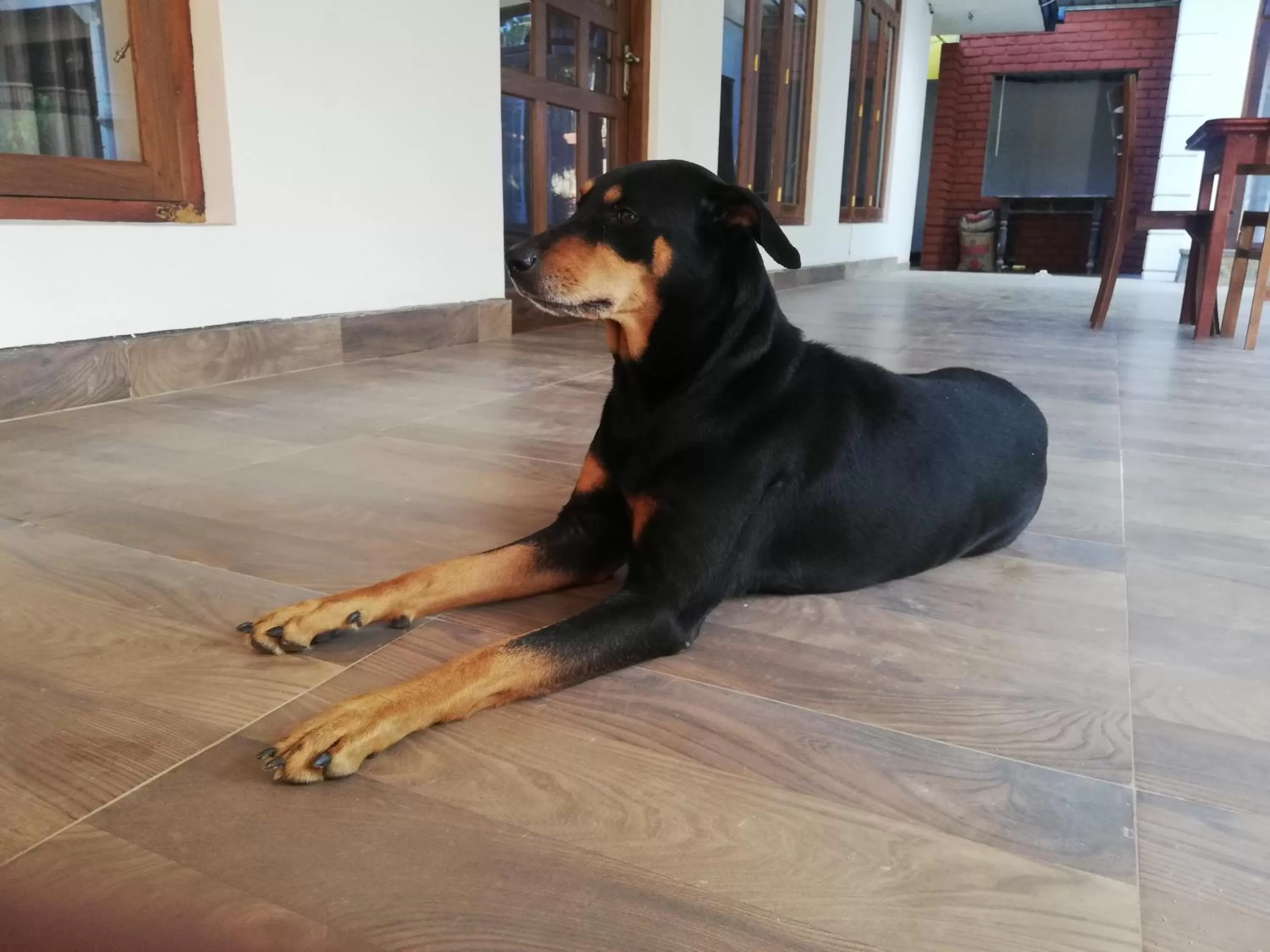 Pets in Ella Inn Hotel