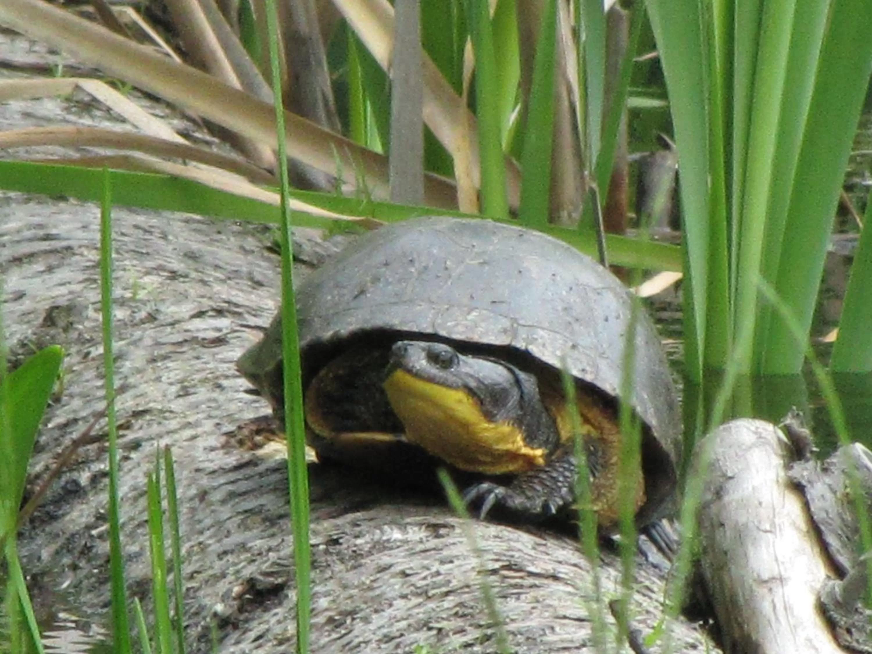 Animals, Other Animals in Shambhala Bed and Breakfast