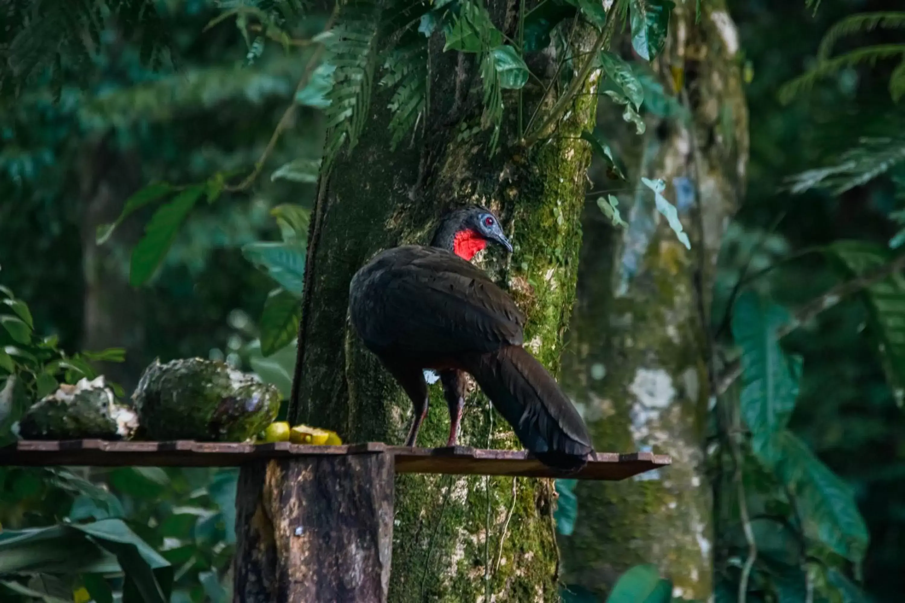 Animals, Other Animals in Arenal Descanso