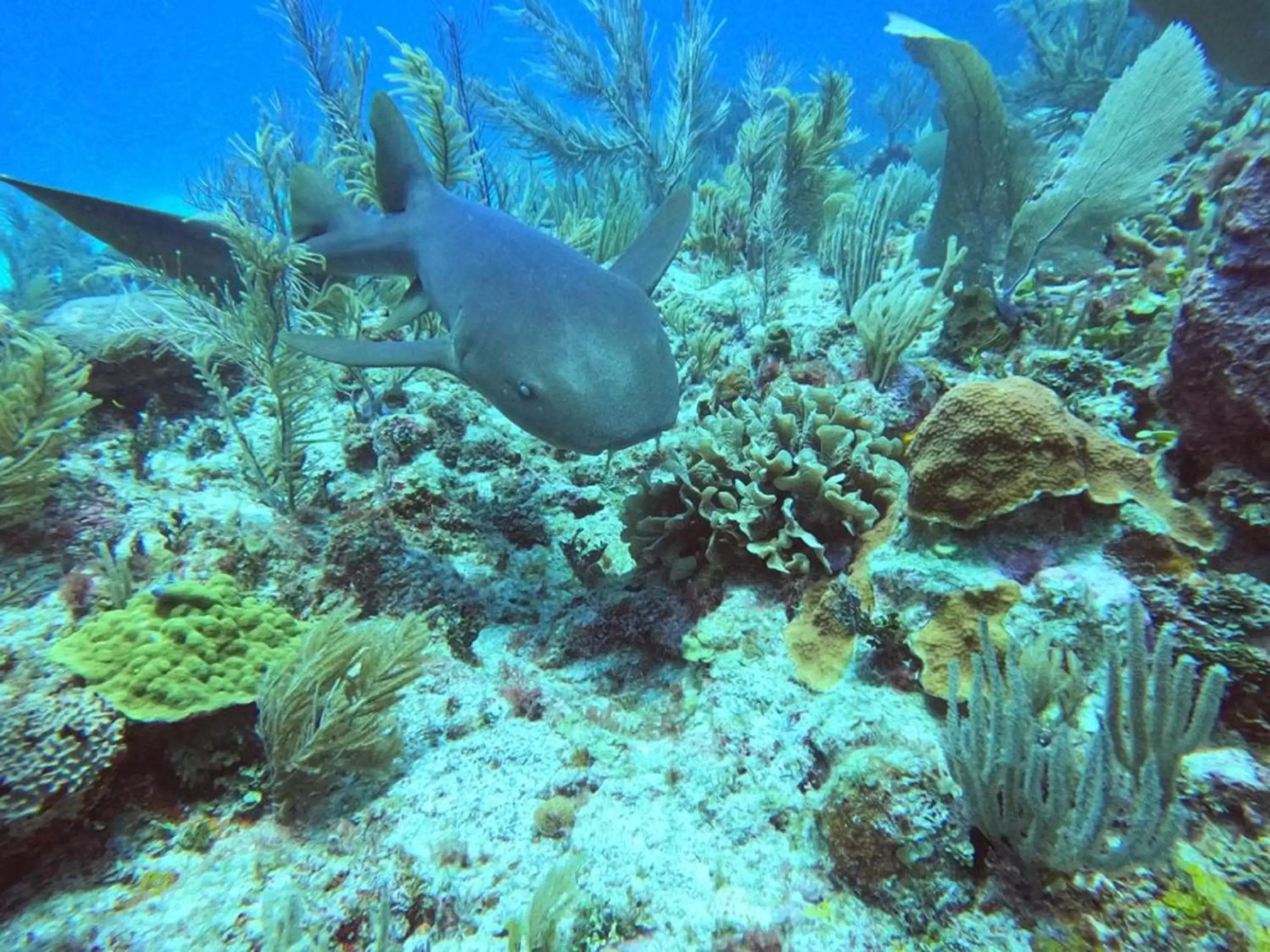 Activities, Other Animals in Ocean Tide Beach Resort