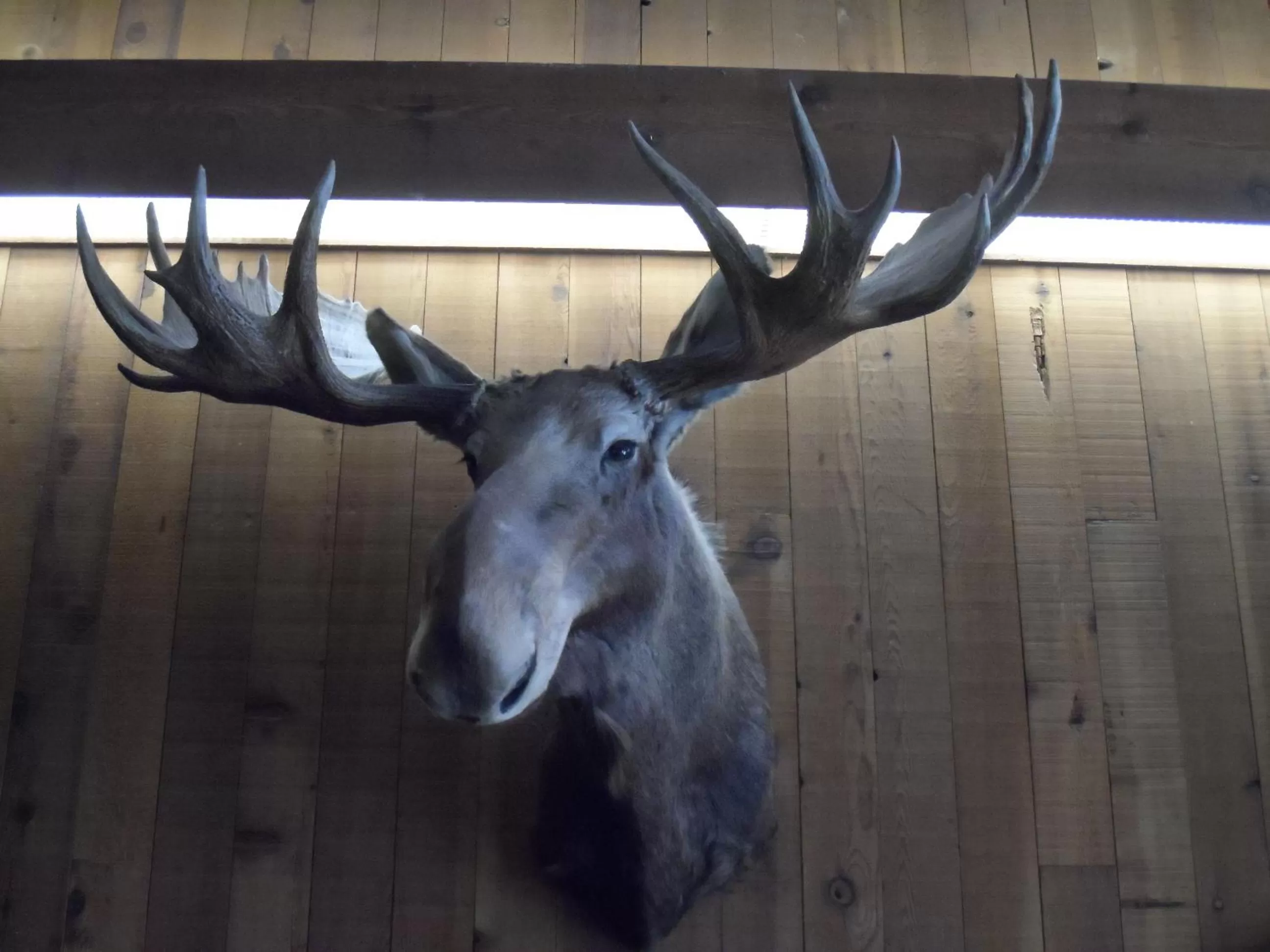 Lobby or reception in Bear Lodge Motel