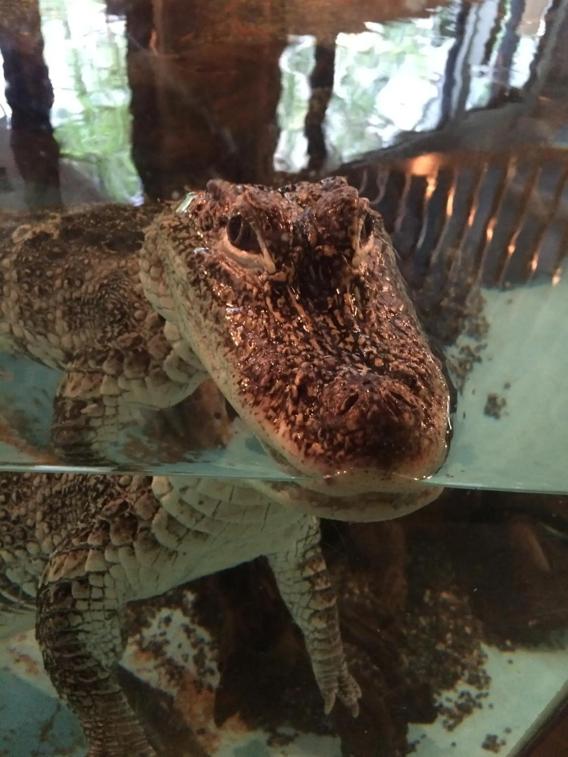 Nearby landmark, Other Animals in Hotel Wing International Kobe Shinnagata Ekimae