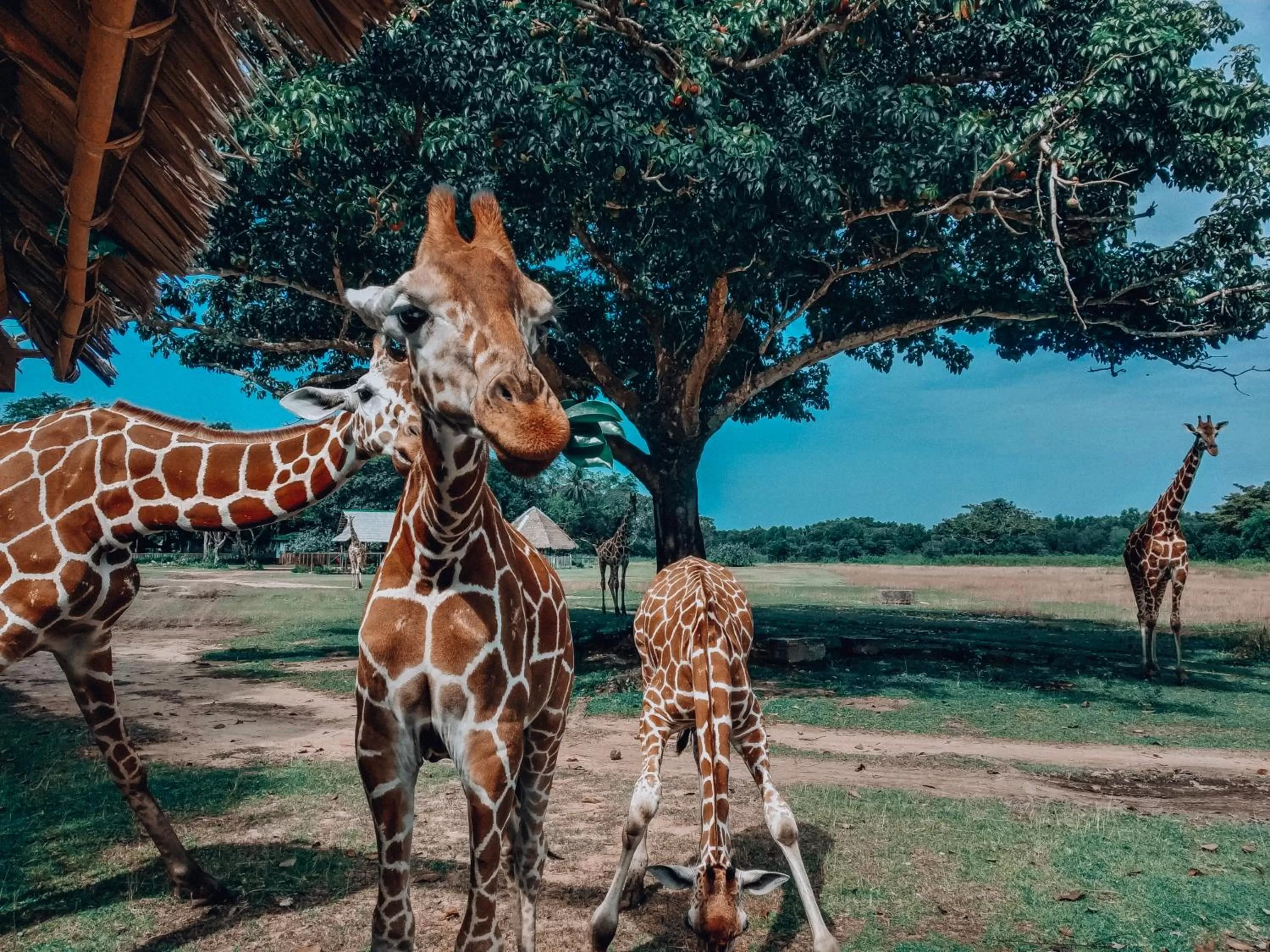 Nearby landmark in Cocovana Beach Resort