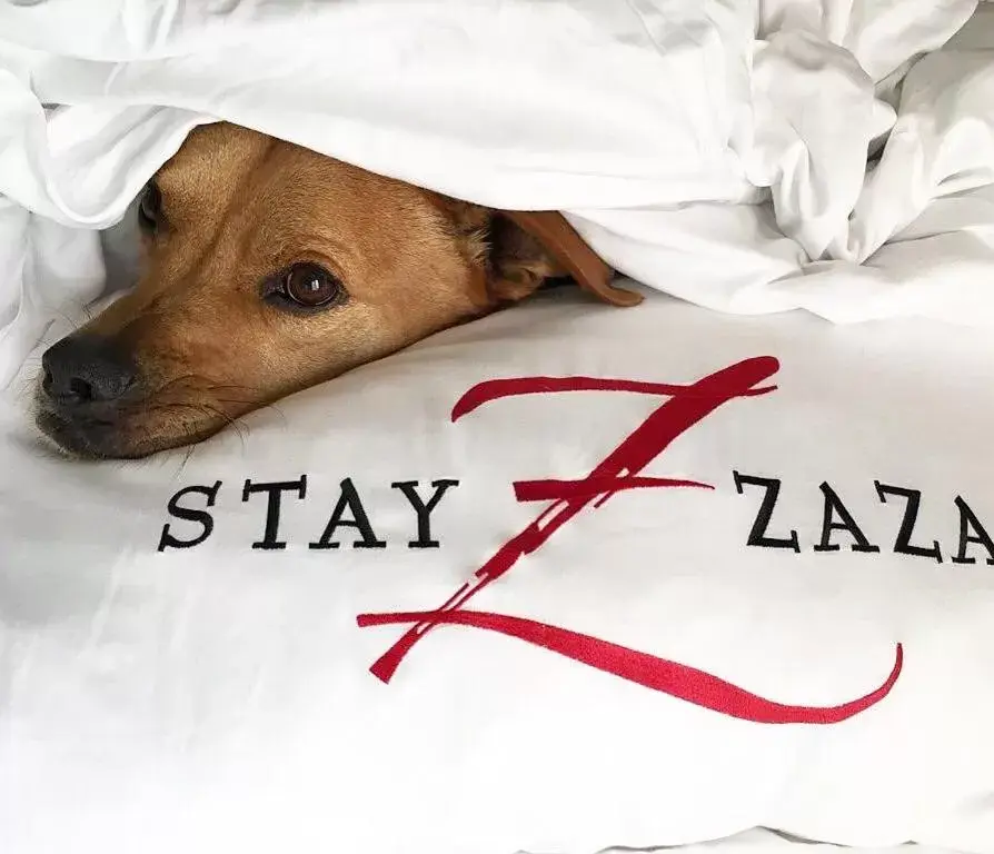 Pets in Hotel ZaZa Houston Memorial City