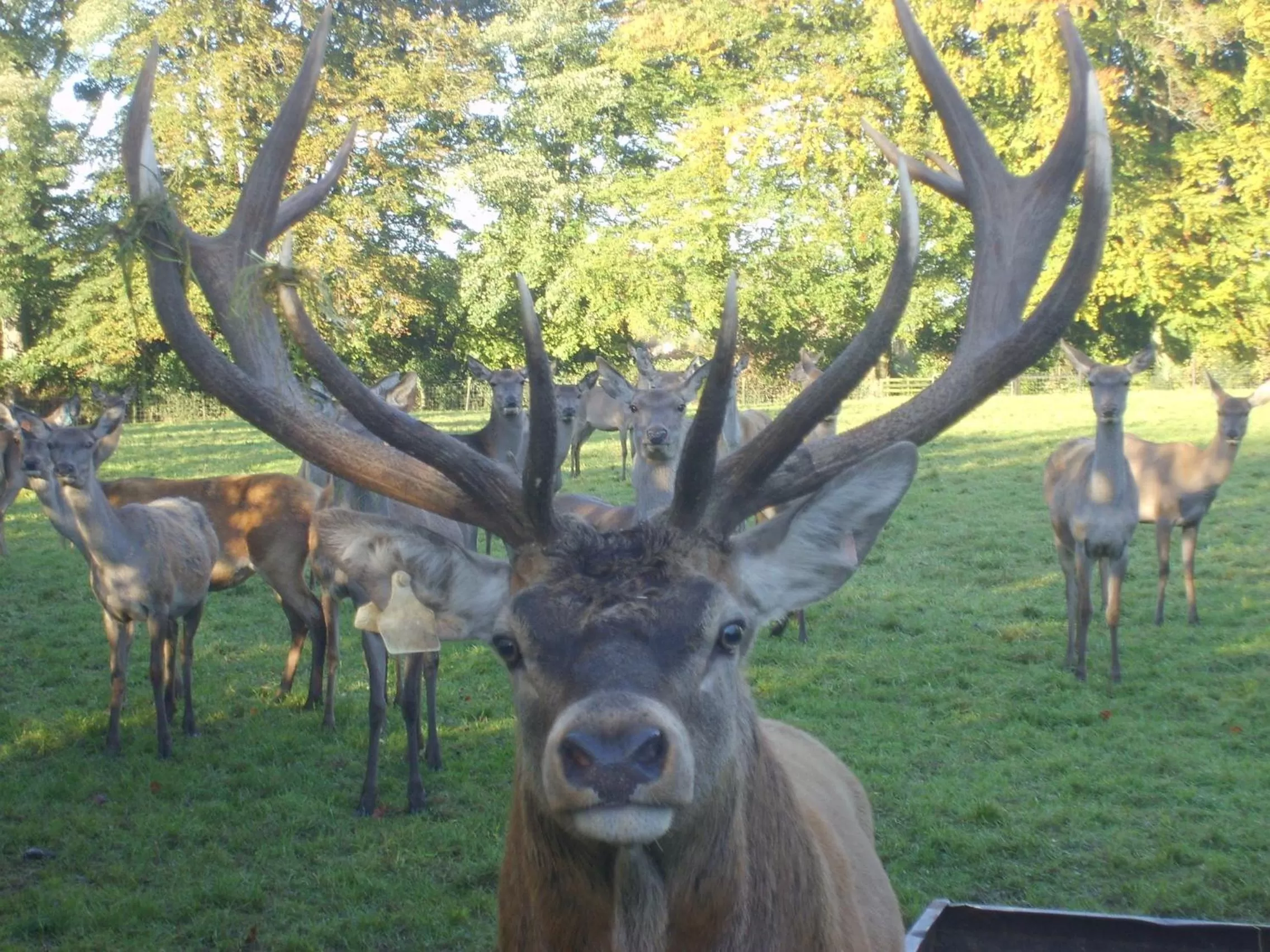 Animals in Ballinwillin House
