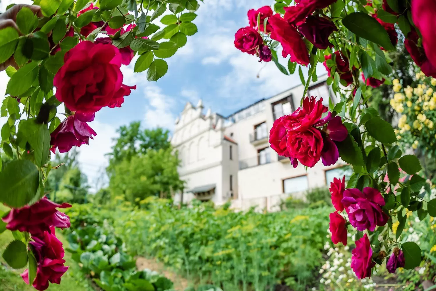 Garden in Hotel Król Kazimierz