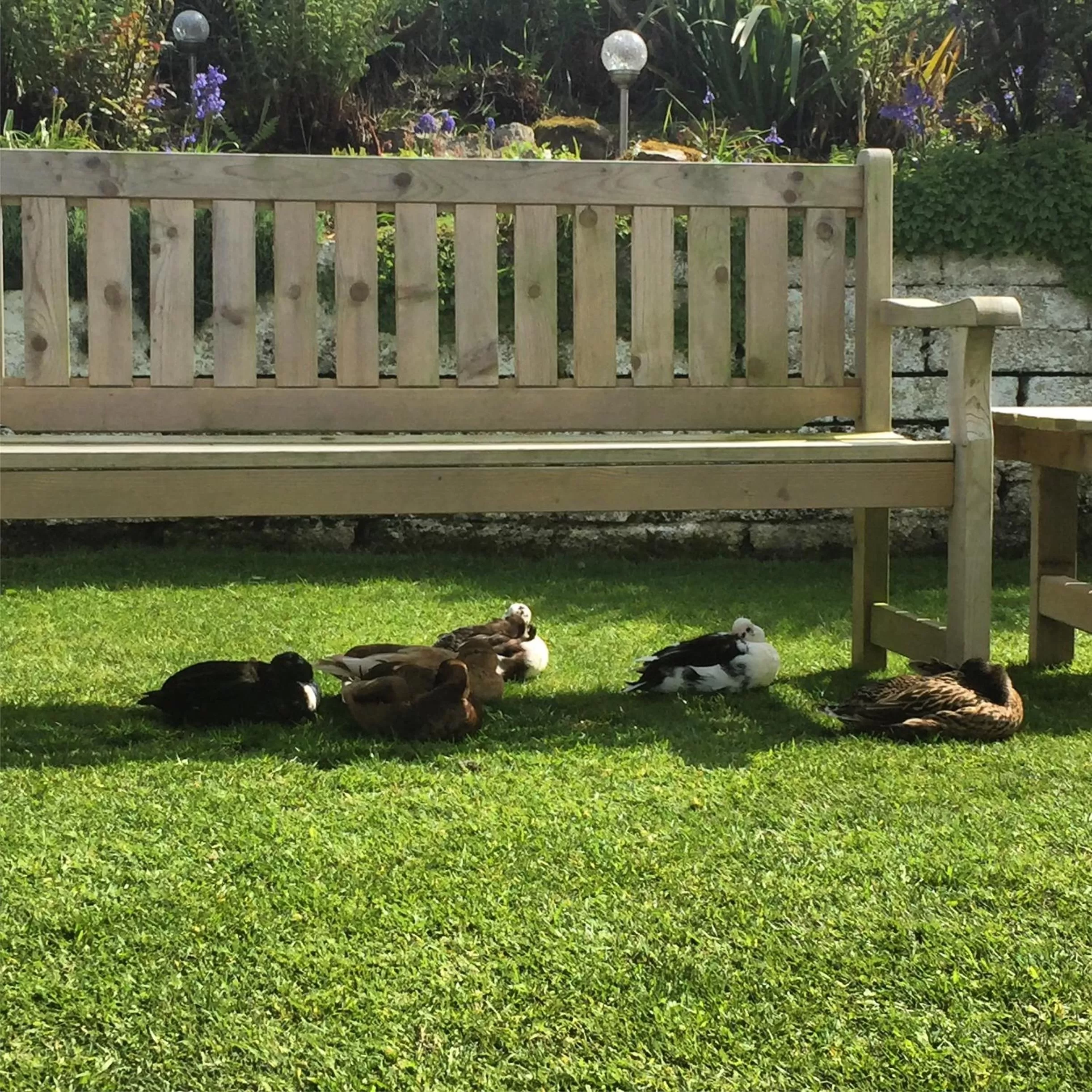 Garden in Ramsey House - Luxury Licensed B&B - Parking and Guest Lounge