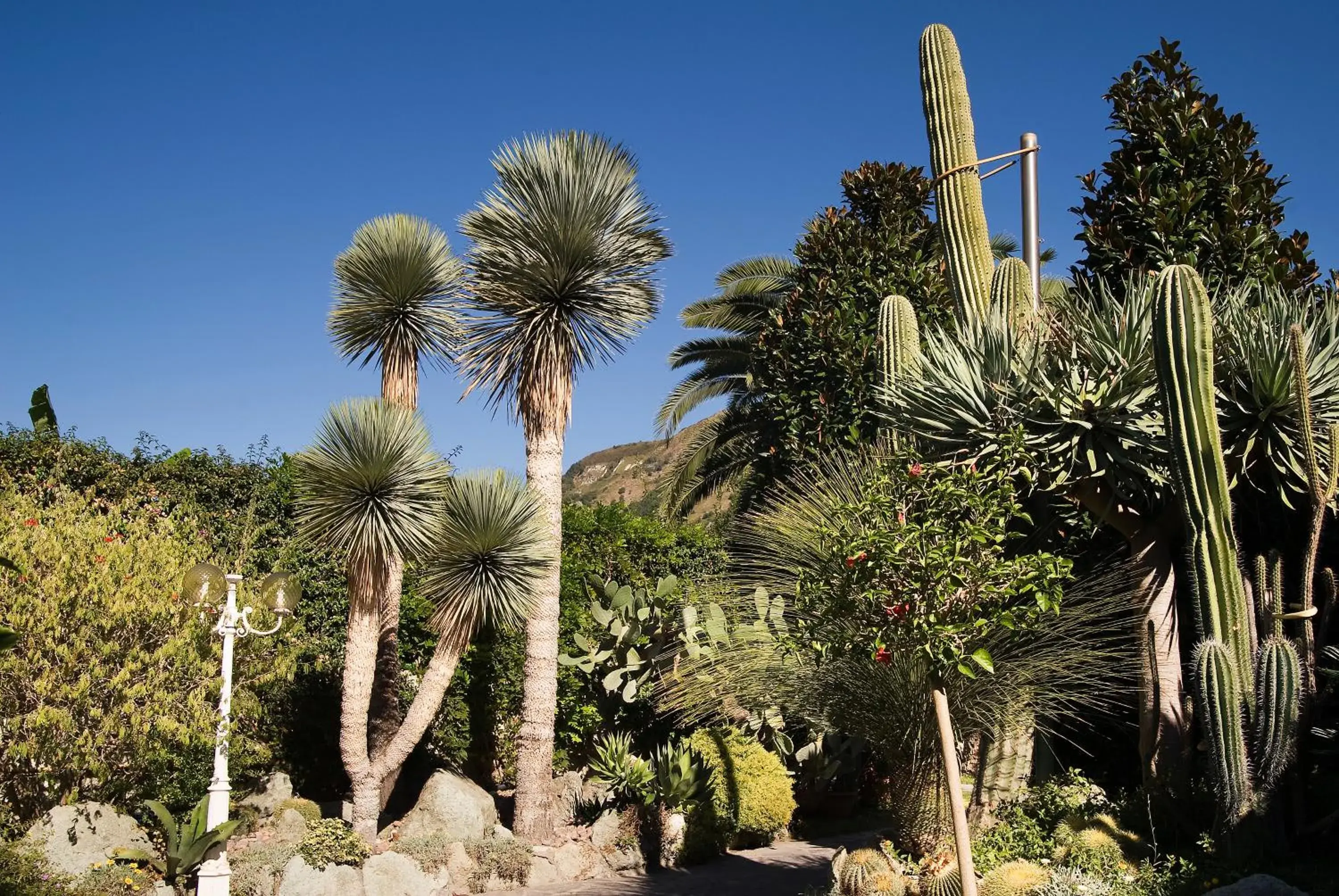 Garden in Park Hotel Terme Mediterraneo