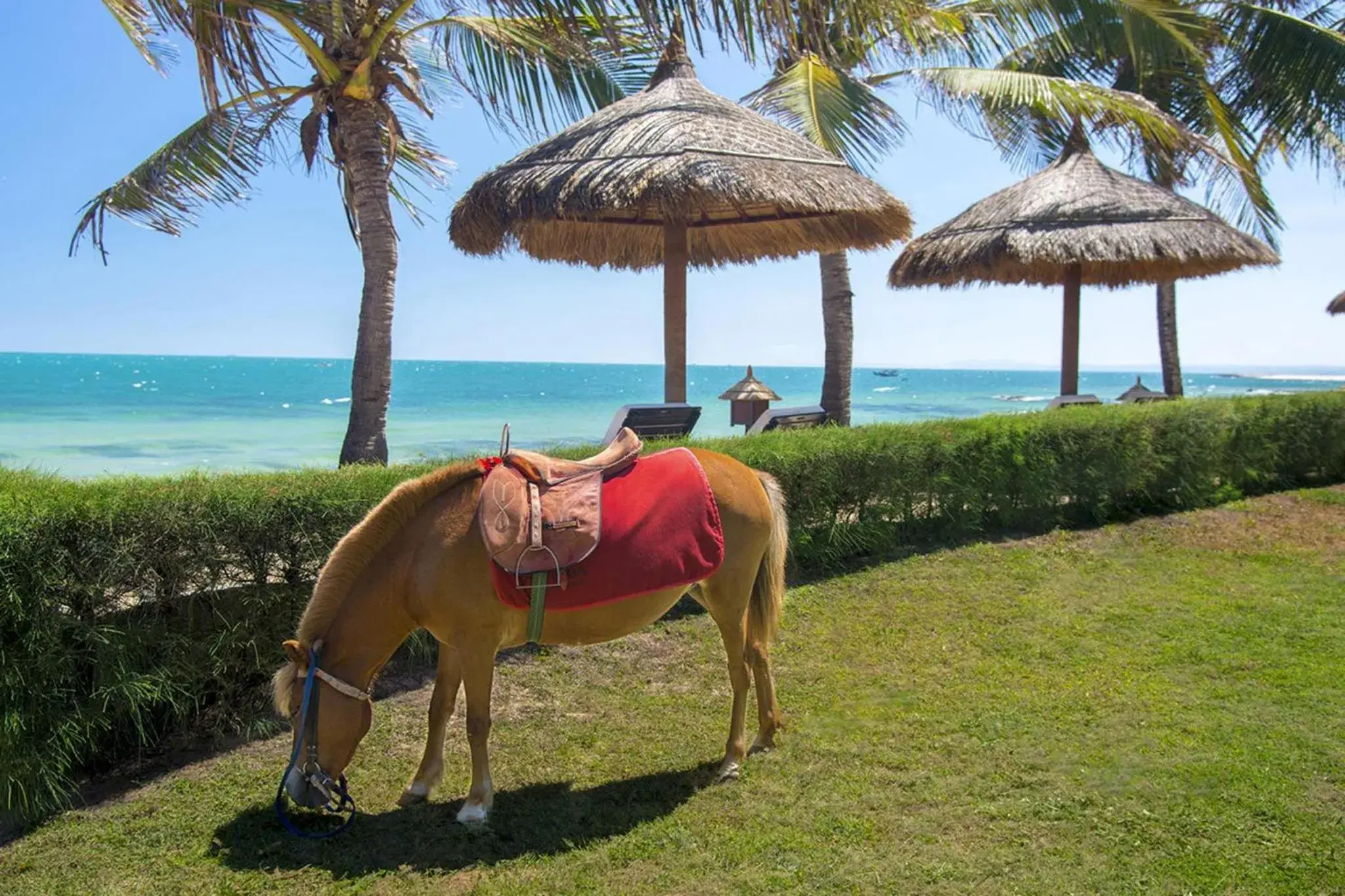 Horse-riding in Victoria Phan Thiet Beach Resort & Spa