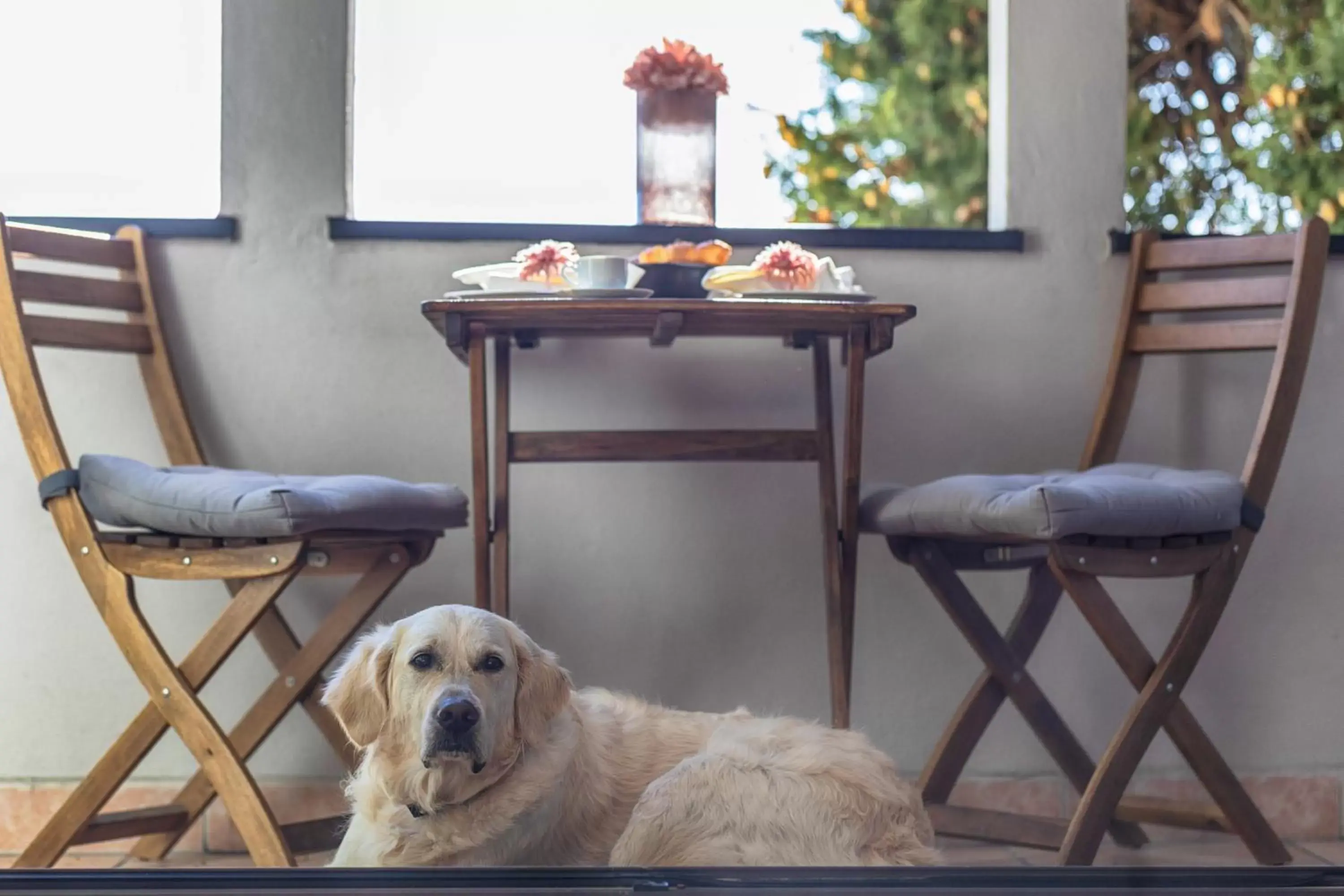 Balcony/Terrace, Pets in Baba Residences