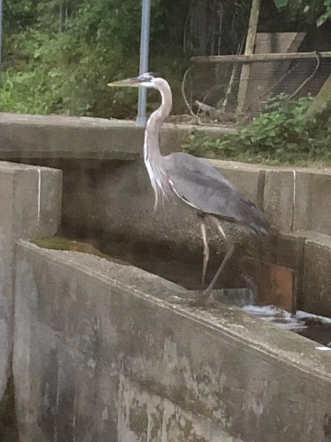 Animals, Other Animals in Herring Run Motel and Tiny Cabins