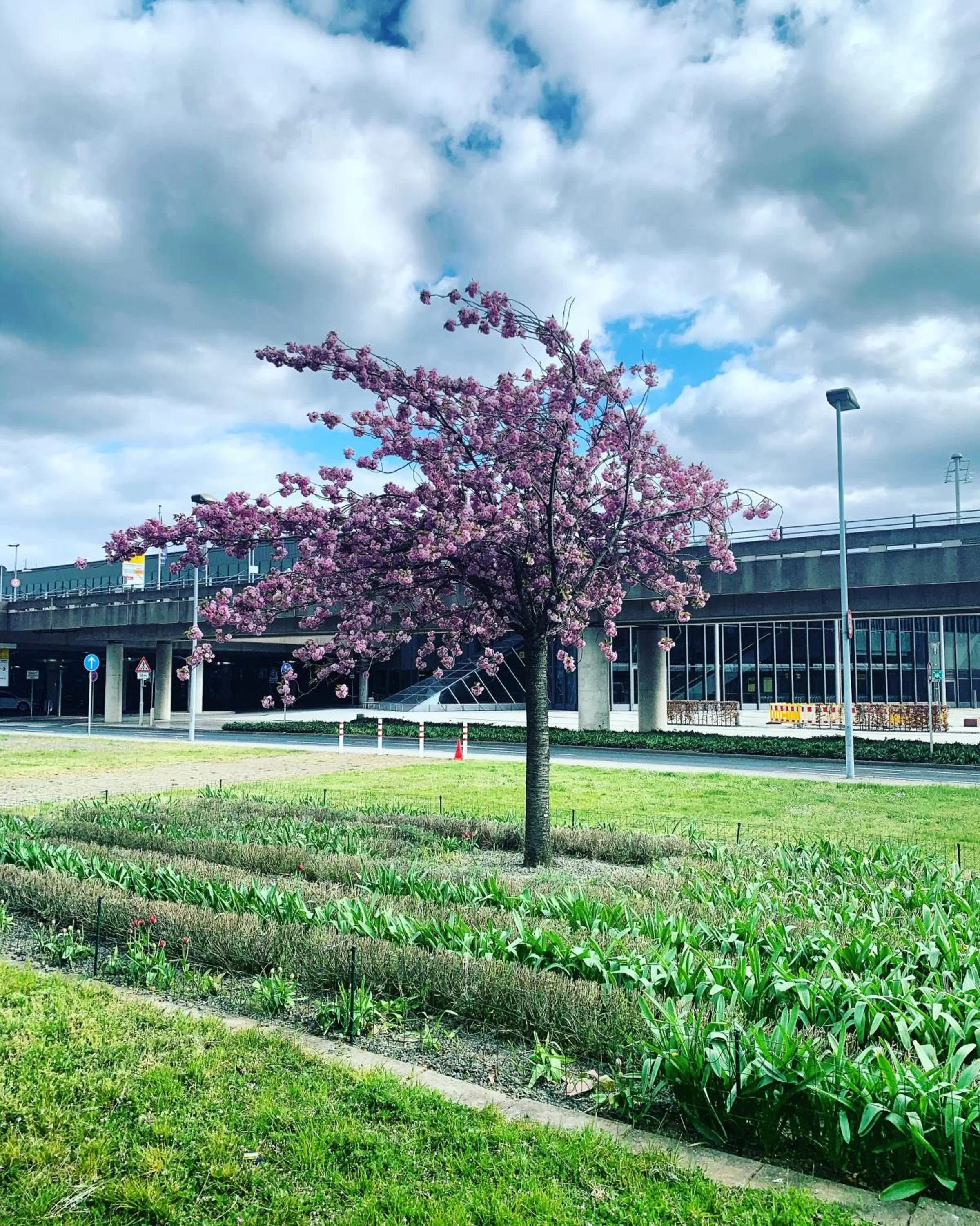 Spring in Maritim Airport Hotel Hannover