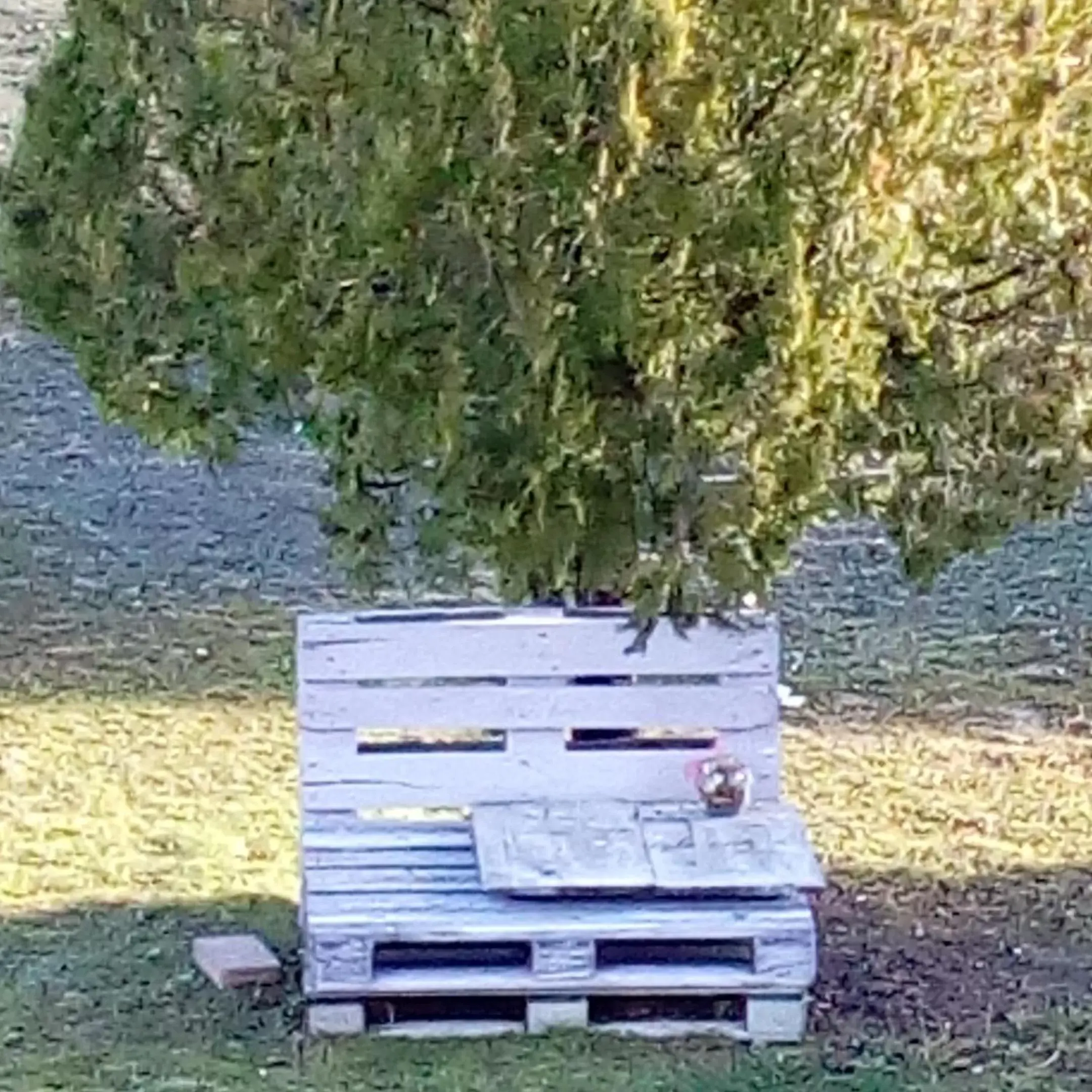 Amor di Lavanda