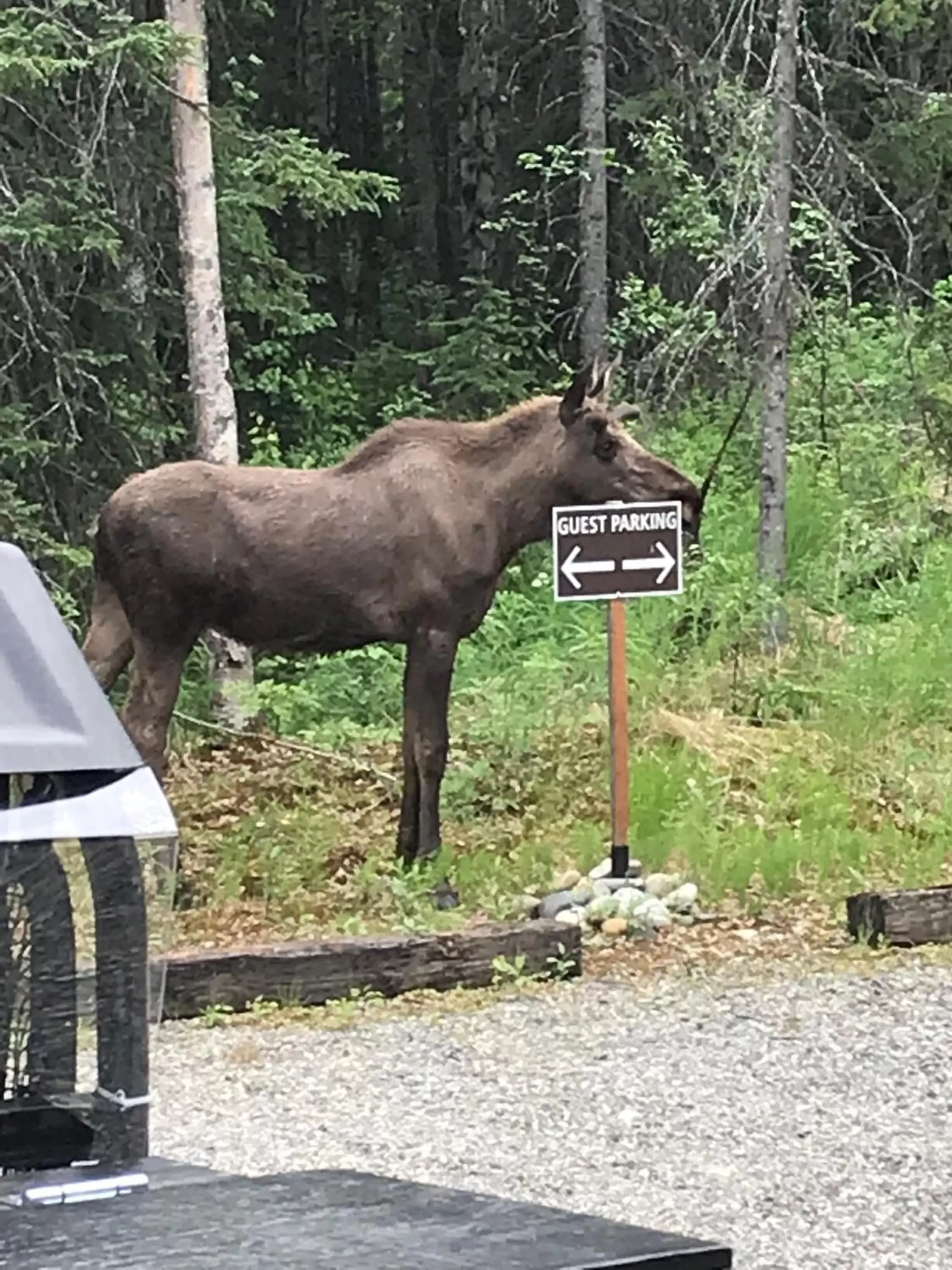 Other Animals in Talkeetna Lakeside Cabins