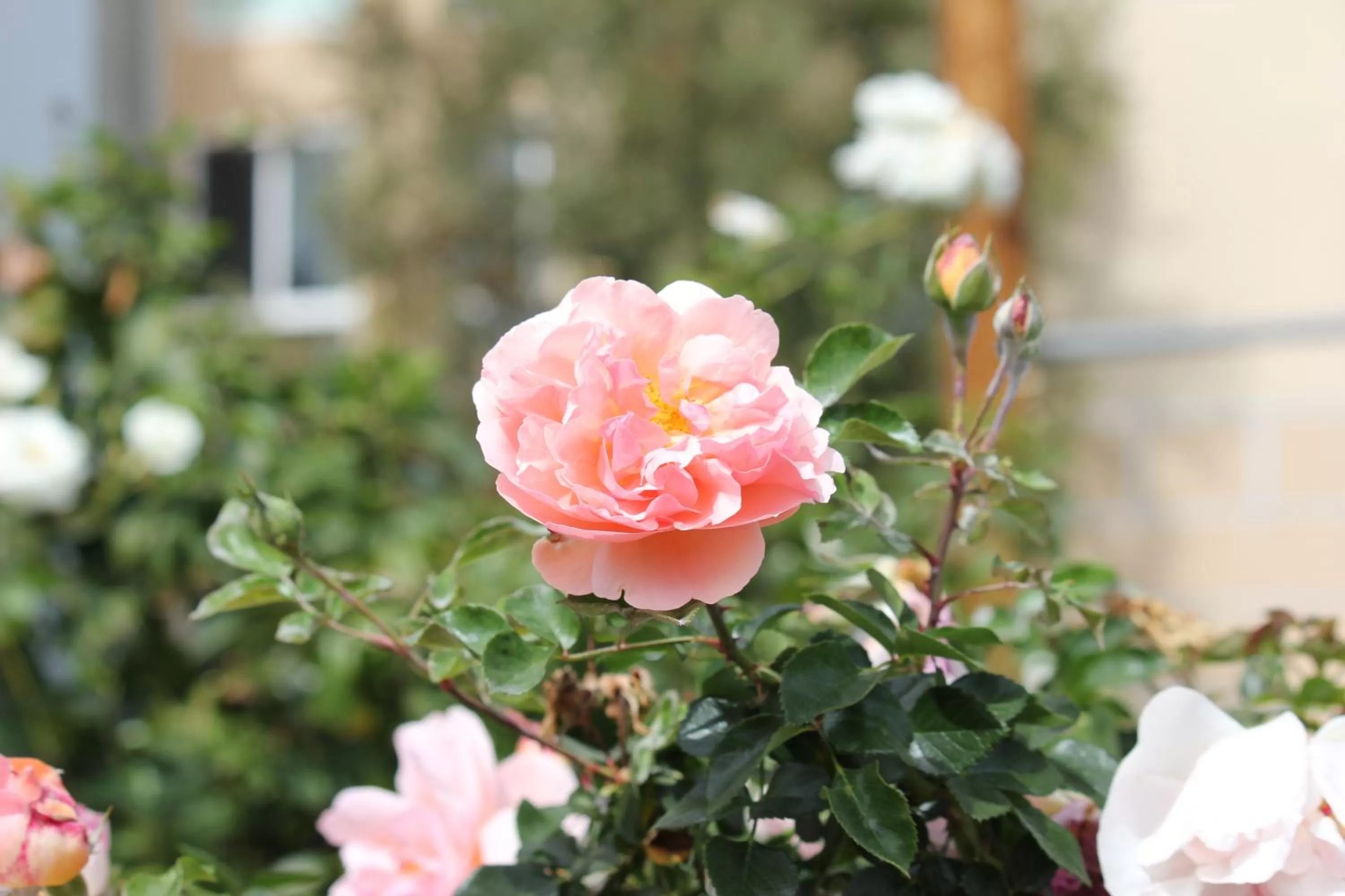 Property building in Colony Inn