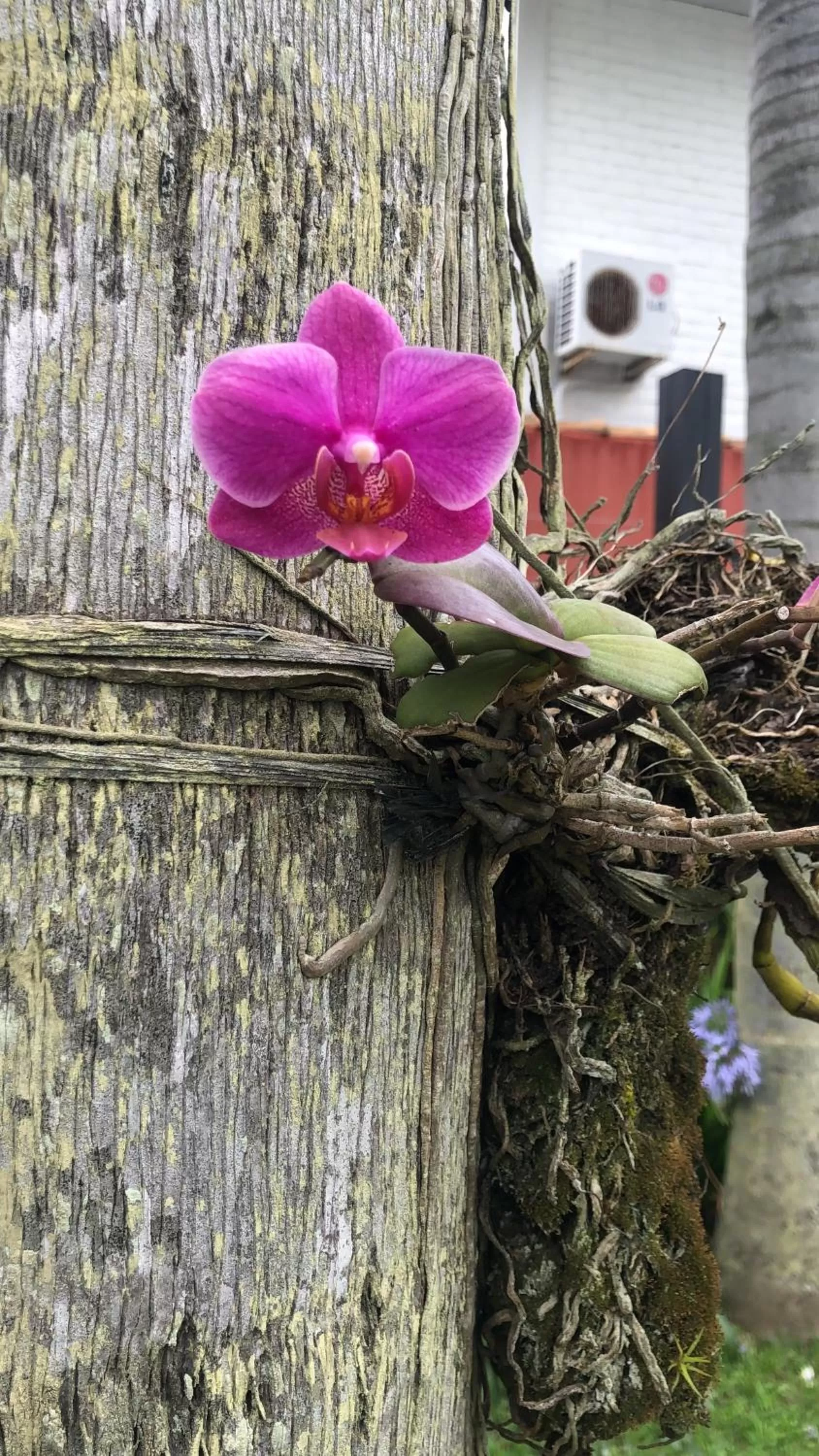 Garden in Janela de Marcia Bed and Breakfast