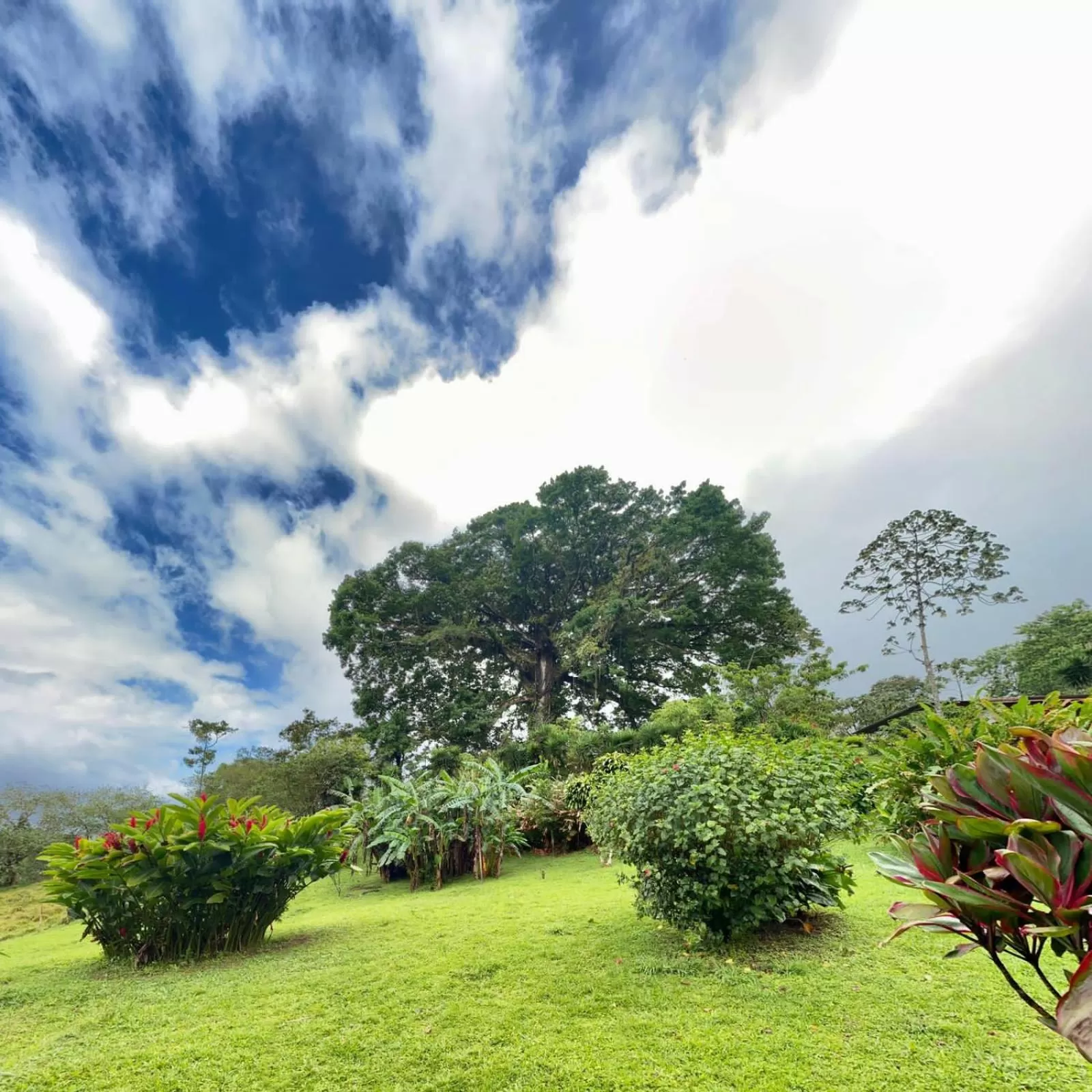 Natural landscape, Garden in La Ceiba Tree Lodge