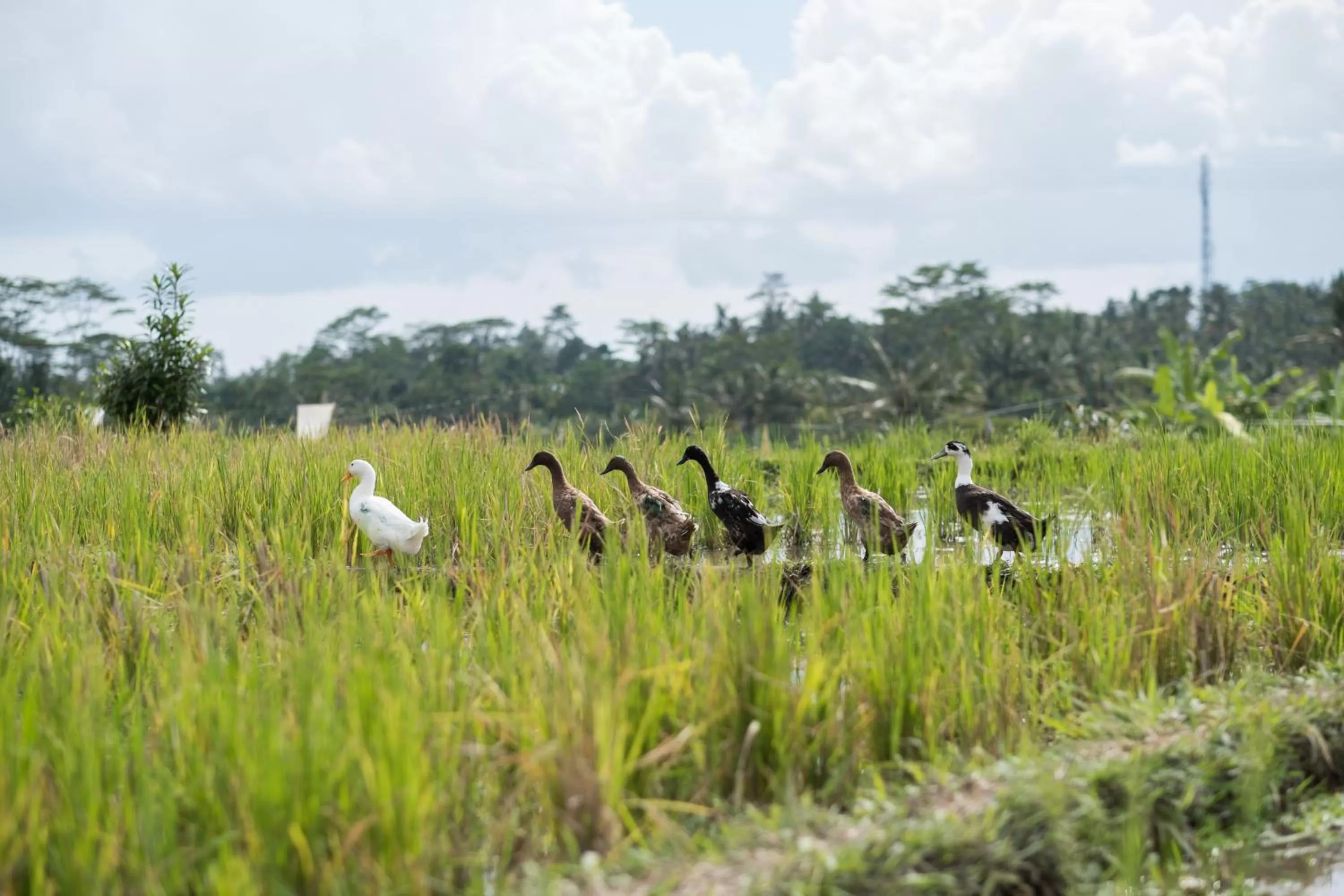 Garden in Bliss Ubud Spa Resort