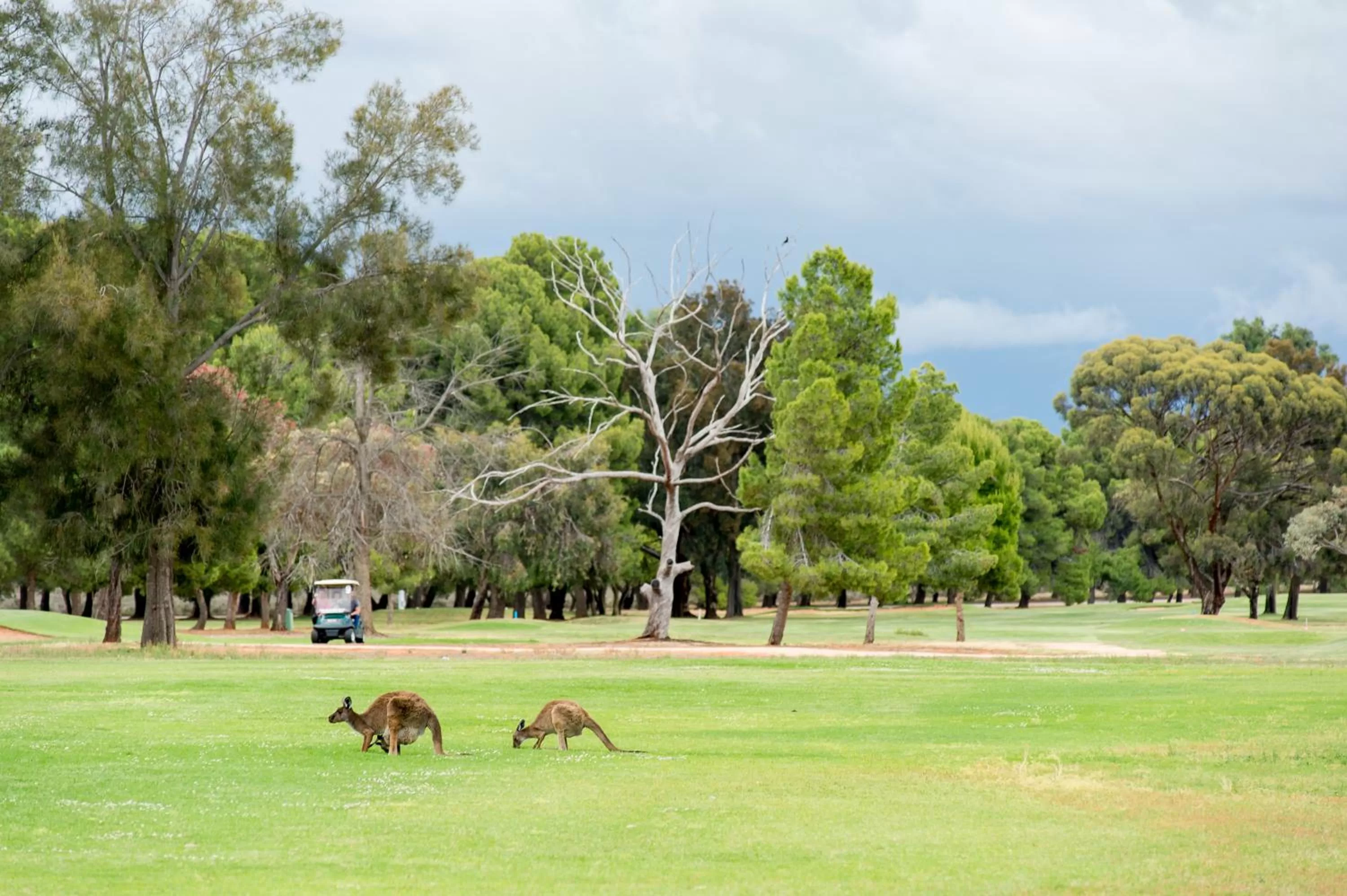 Golfcourse in Berri Hotel