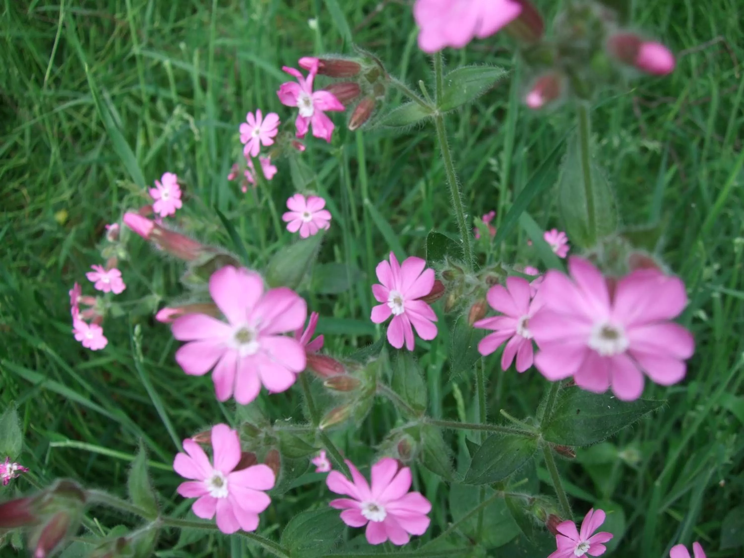 Natural landscape in Parkhotel Hammerberg