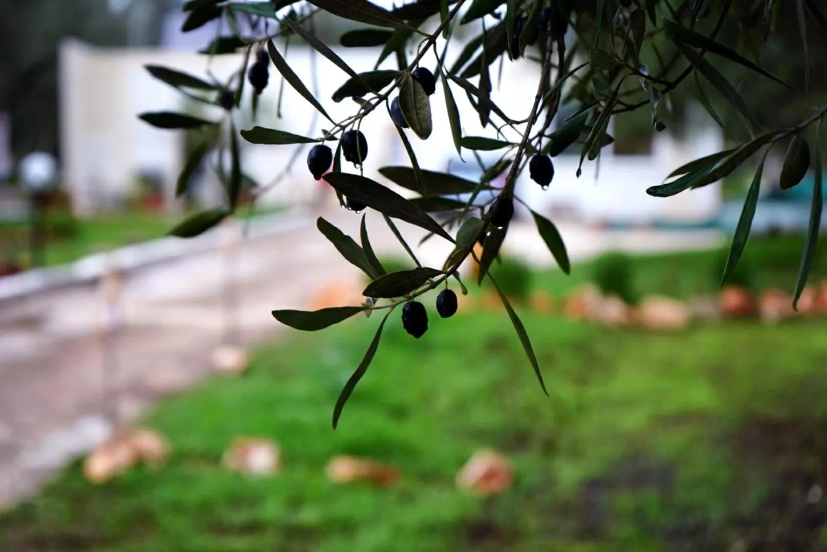 Garden, Other Animals in TRULLO CARMEN