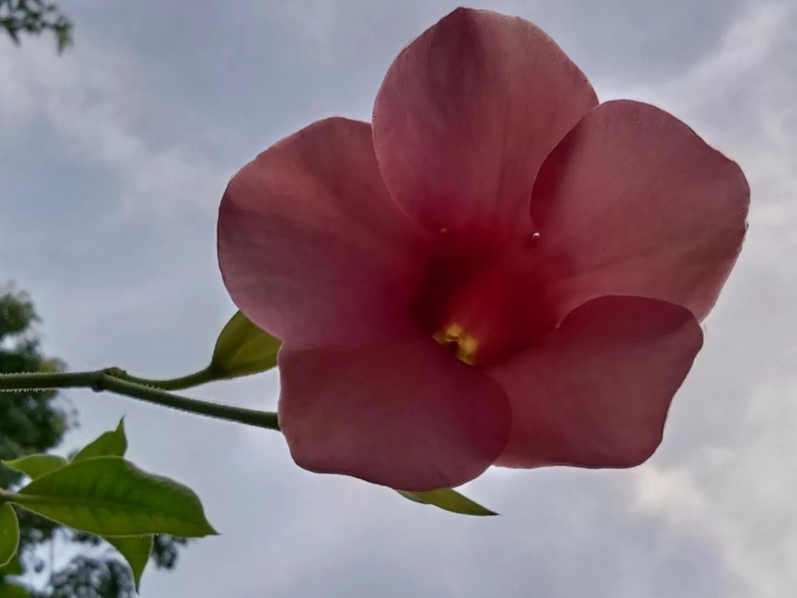 Tree Tops River Huts