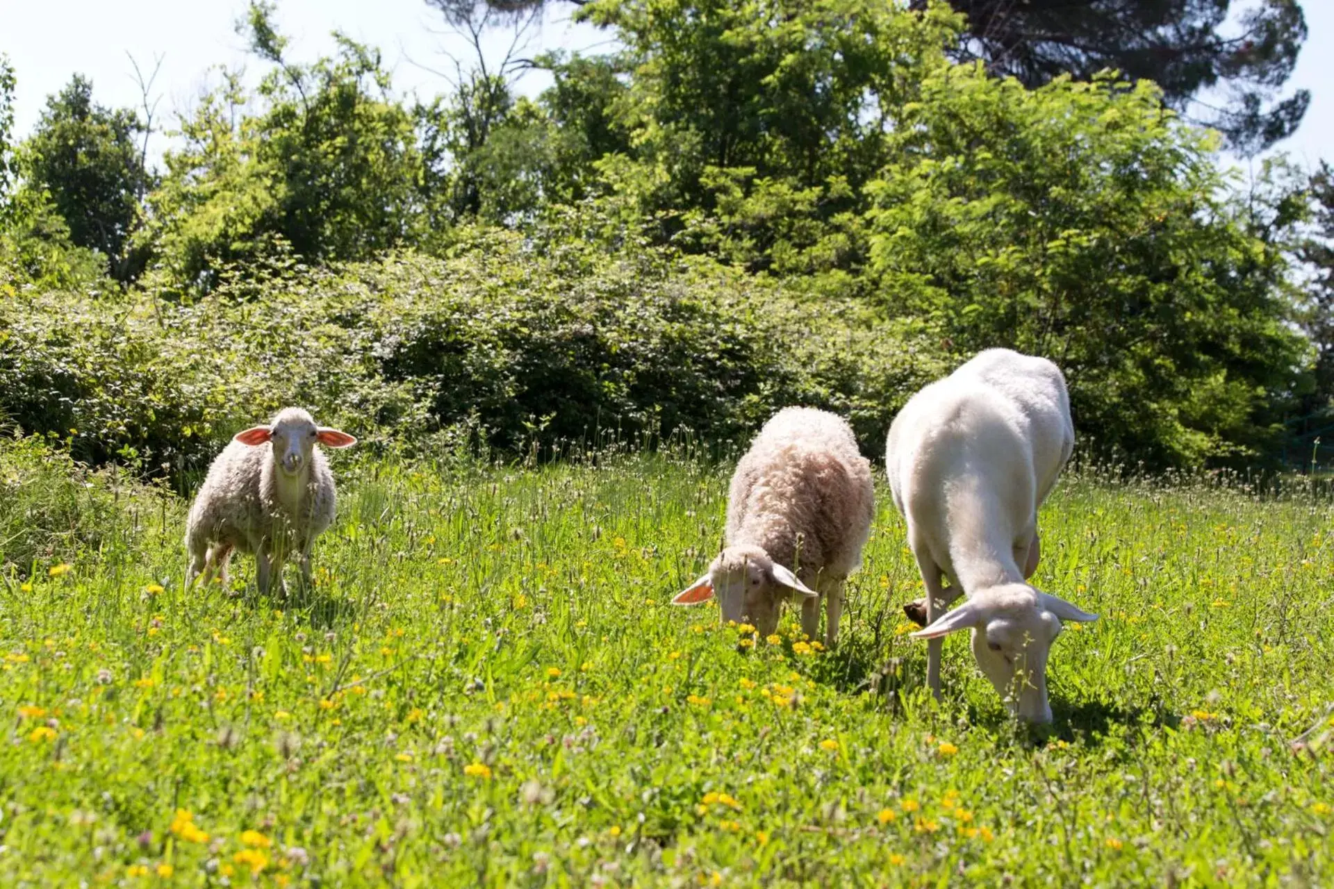 Activities, Other Animals in Borgo La Torre alle Tolfe