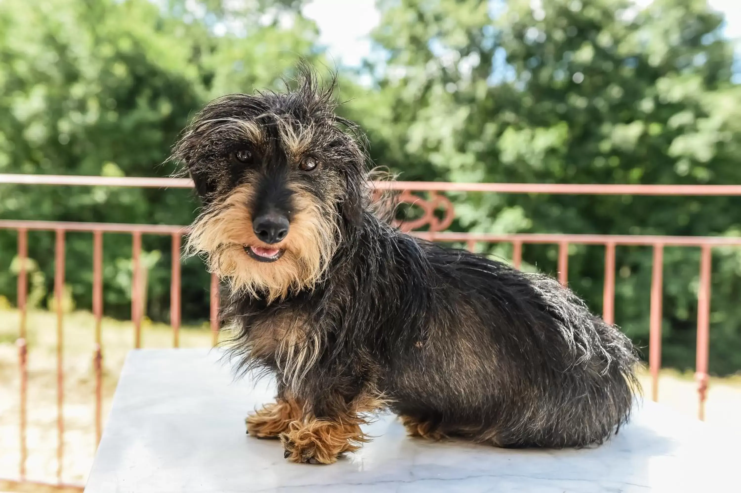 Pets, Other Animals in Domaine verte vallée