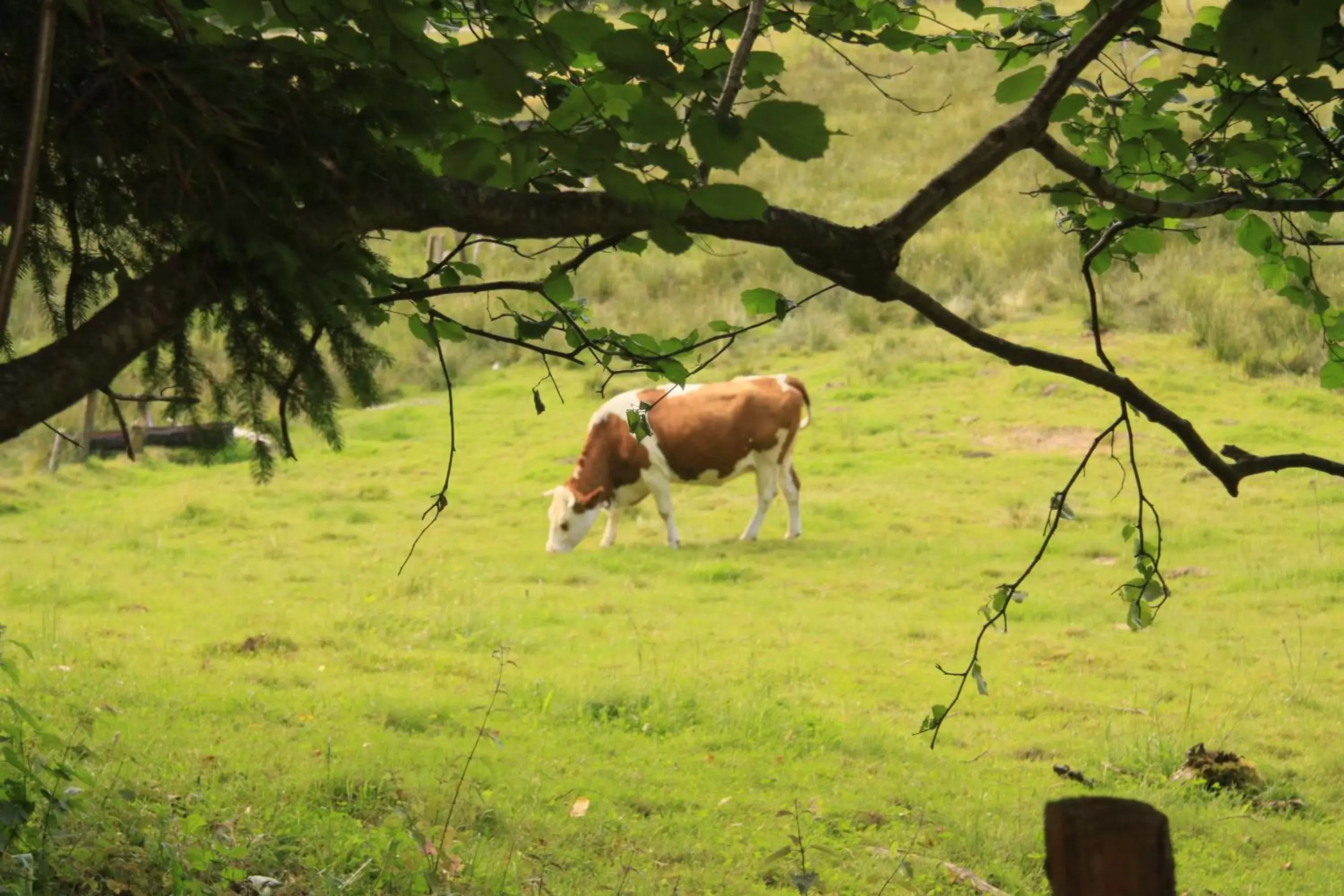 Other Animals in Notre Dame des Monts