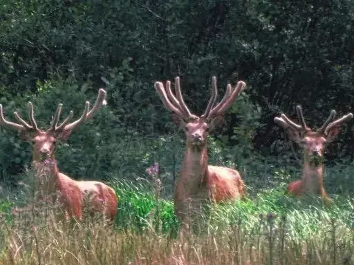 Natural landscape, Other Animals in B&B de Rekkendonken