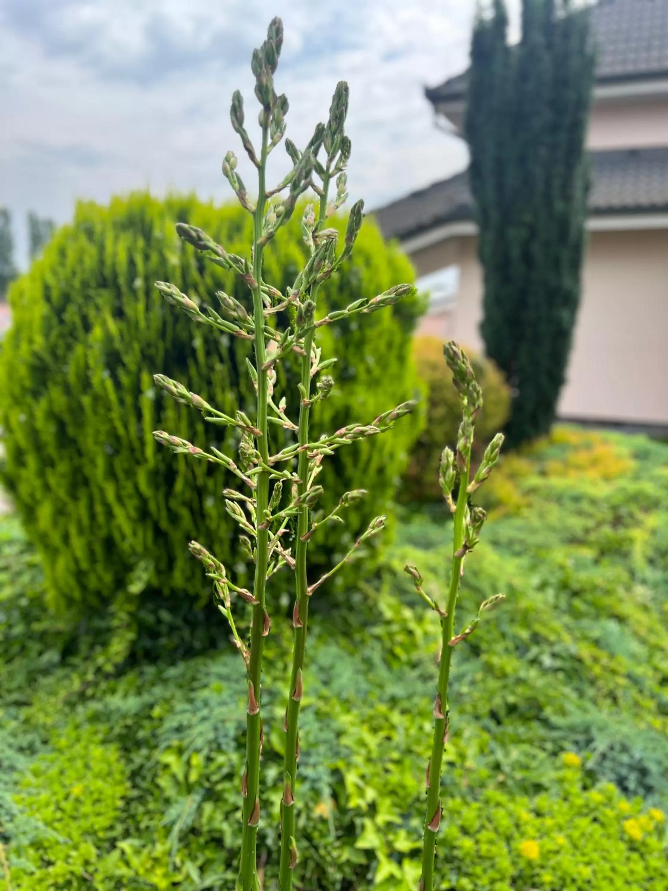 Garden in Hotel Orchidea Spa & Wellness