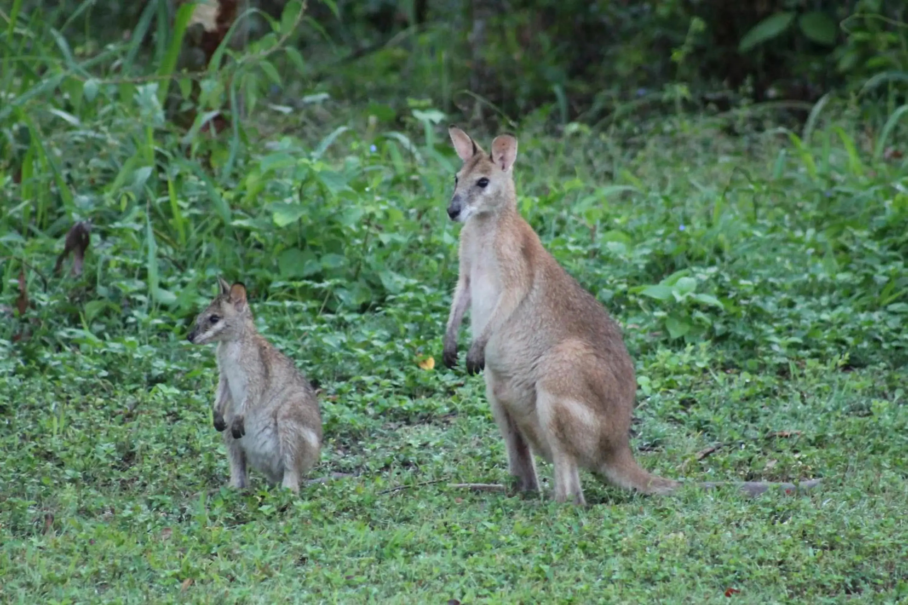 Animals, Other Animals in Airlie Beach Eco Cabins - Adults Only