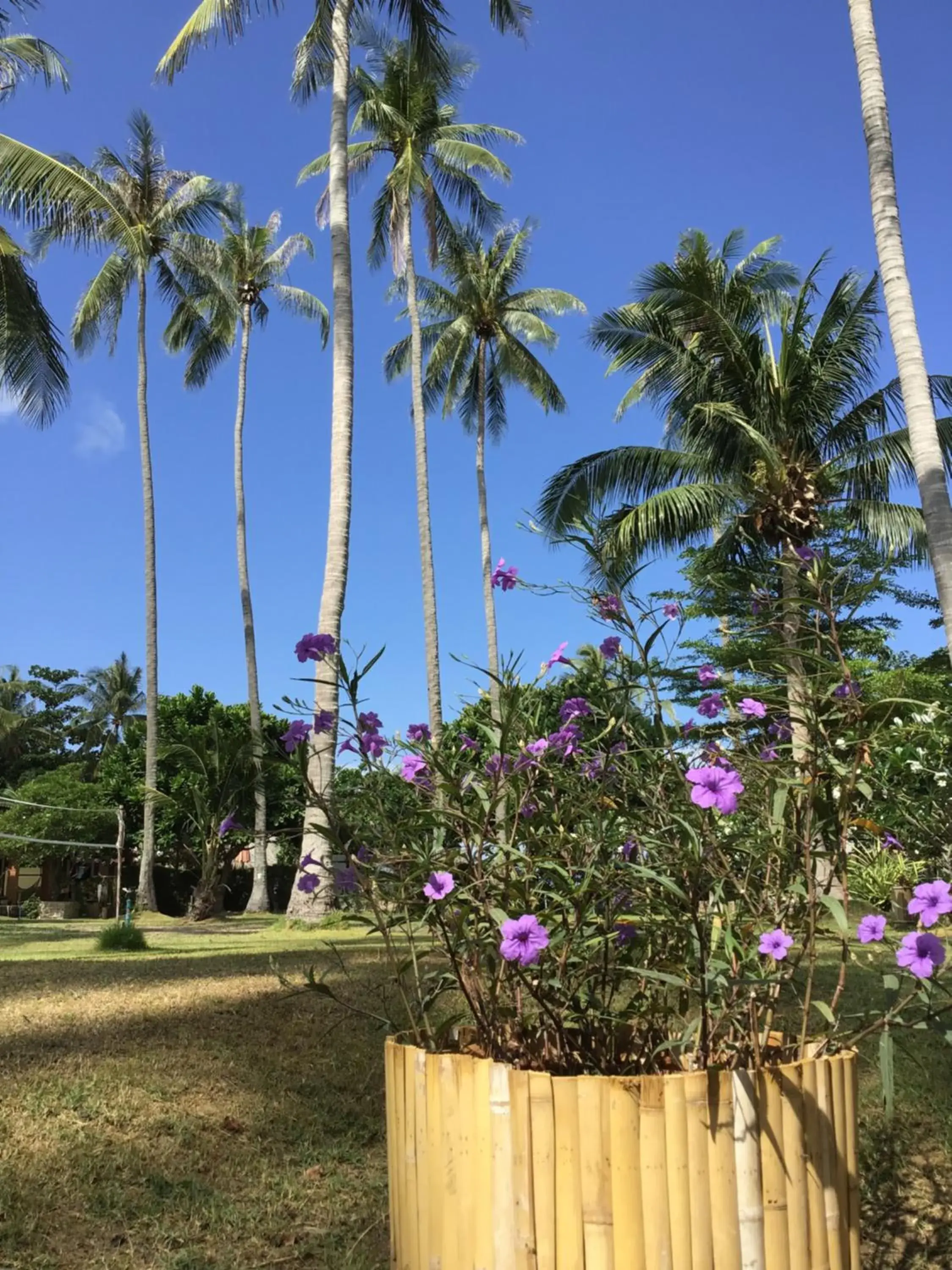 Garden in Coco Lanta Resort - SHA Extra Plus