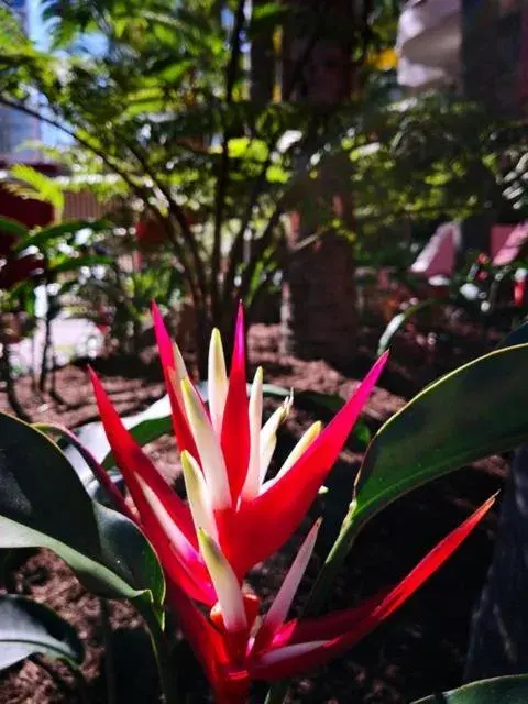 Garden in Enderley Gardens Resort