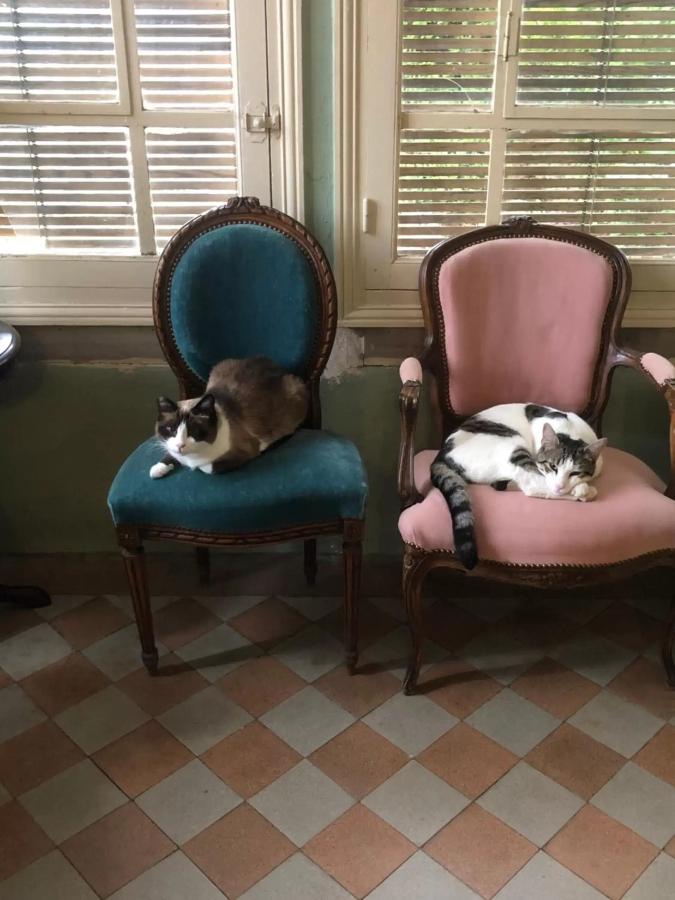 Pets, Seating Area in Maison de la Comtesse
