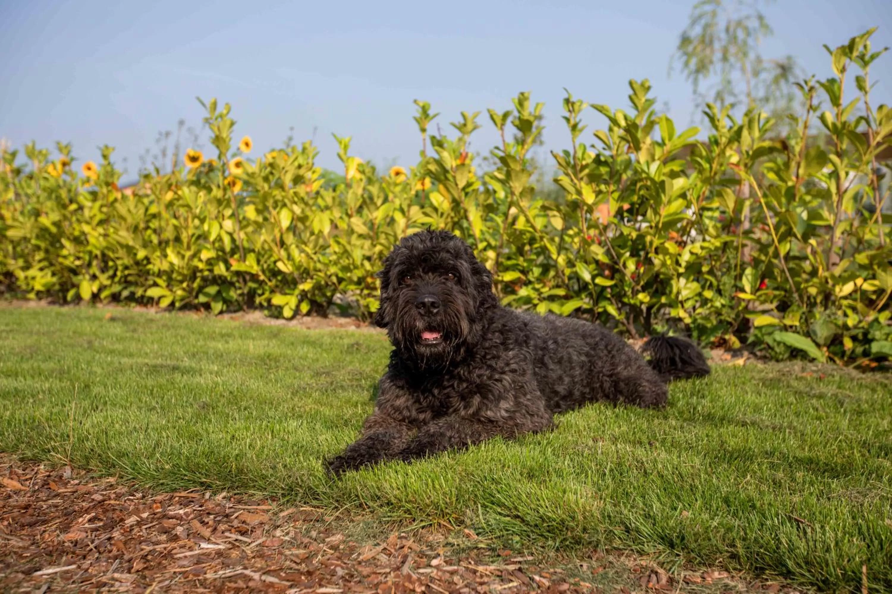 Amsterdam Area Residence Oosterwold