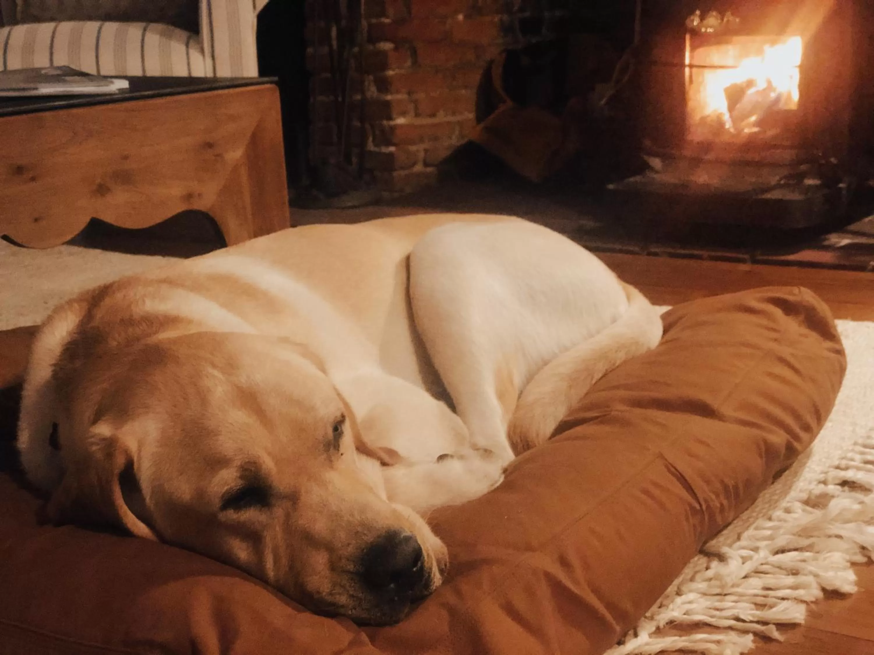 Pets in Cedar Hill Farm B & B