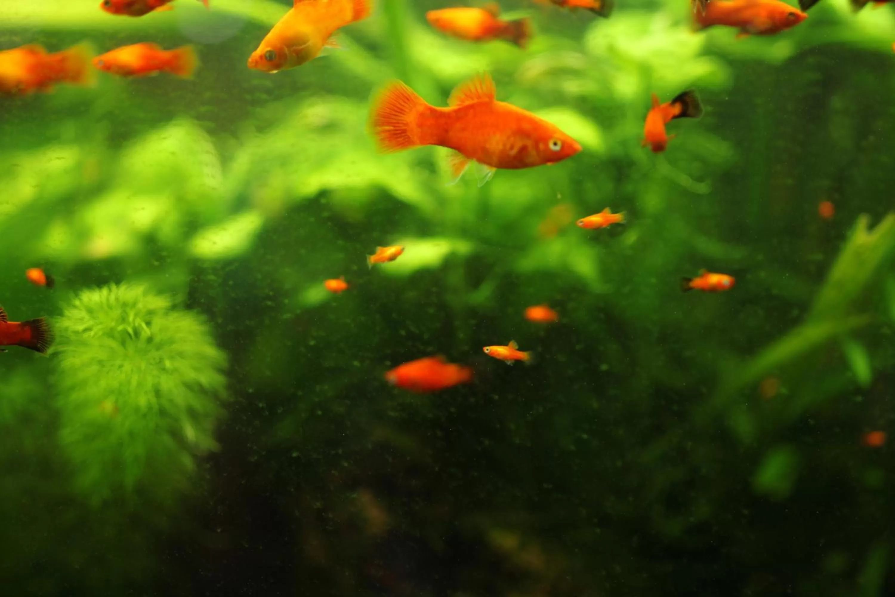 Animals in Heritage Hotel