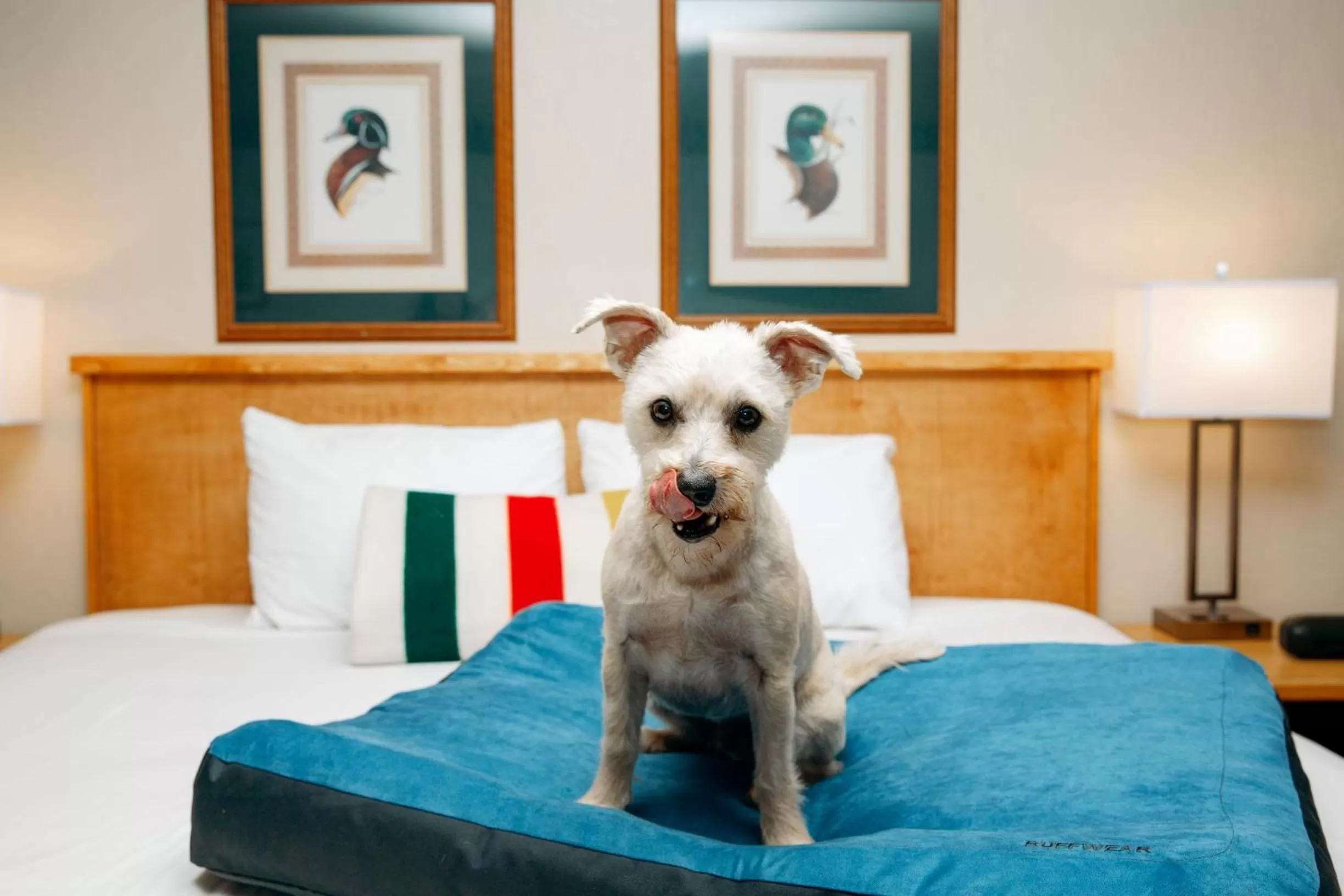 Pets, Bed in Timbers Motel