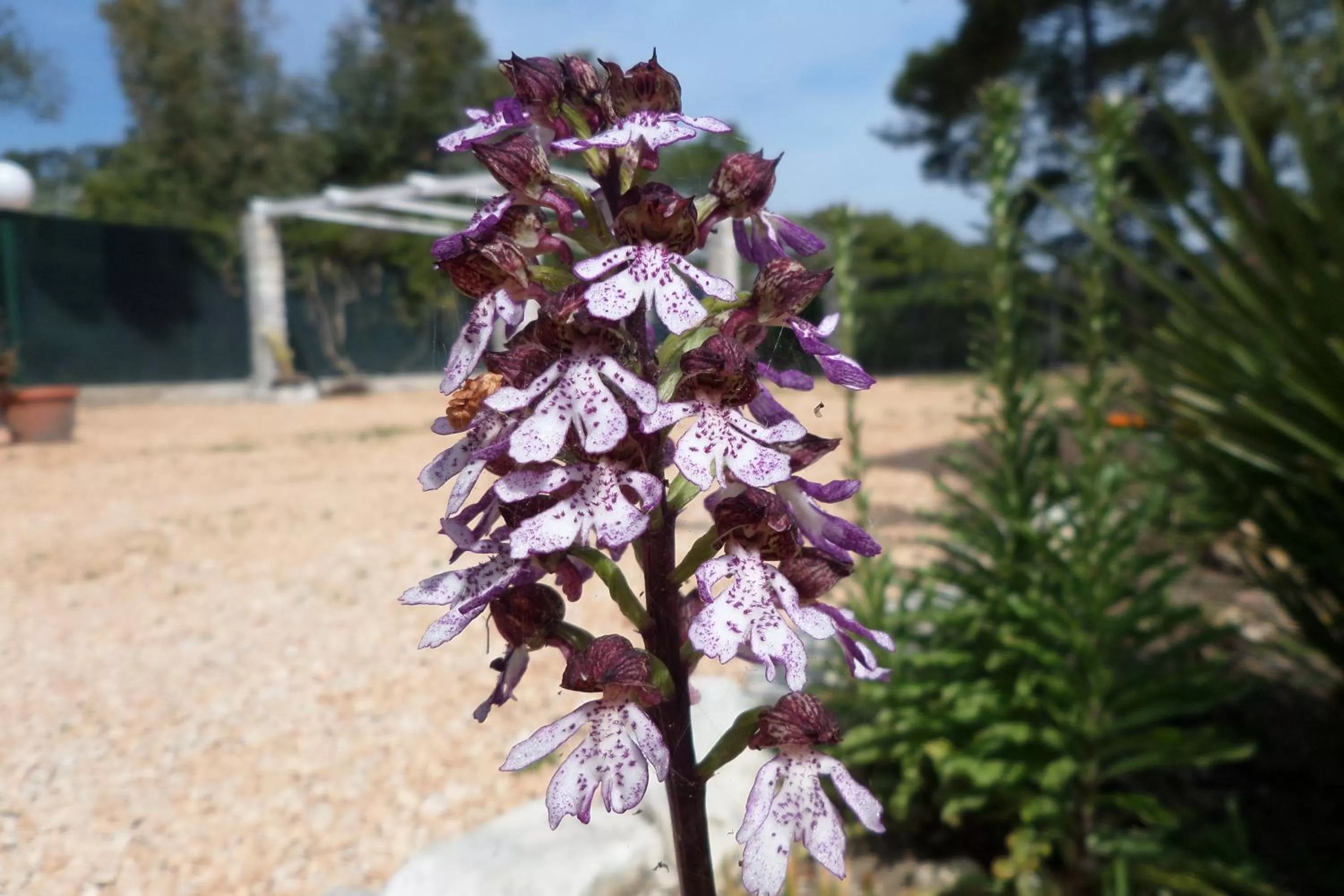 Natural landscape in Villa Soleanna Residence