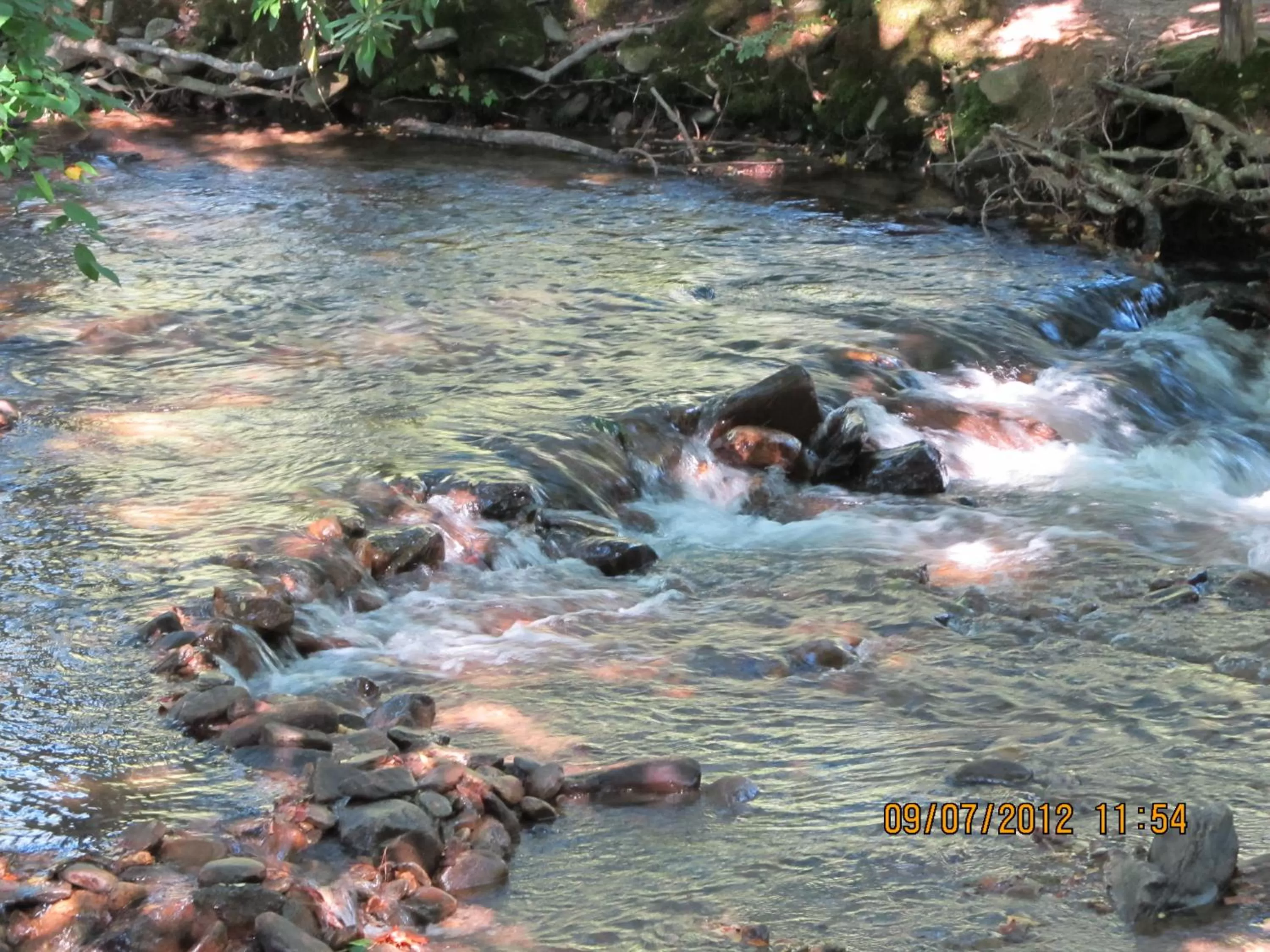 Area and facilities, Other Animals in Jonathan Creek Inn and Villas